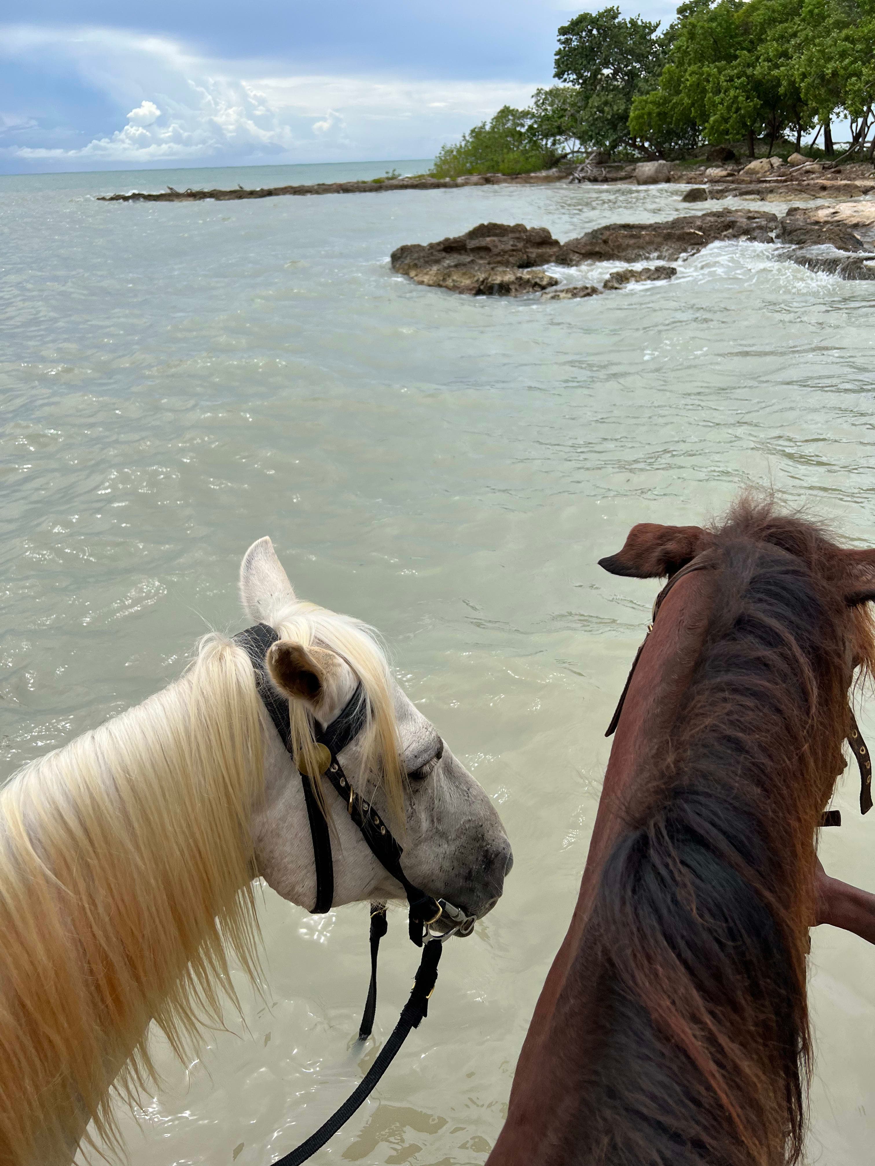 Picture of two horses, one white and one brown, walking along the shore with trees in the distance