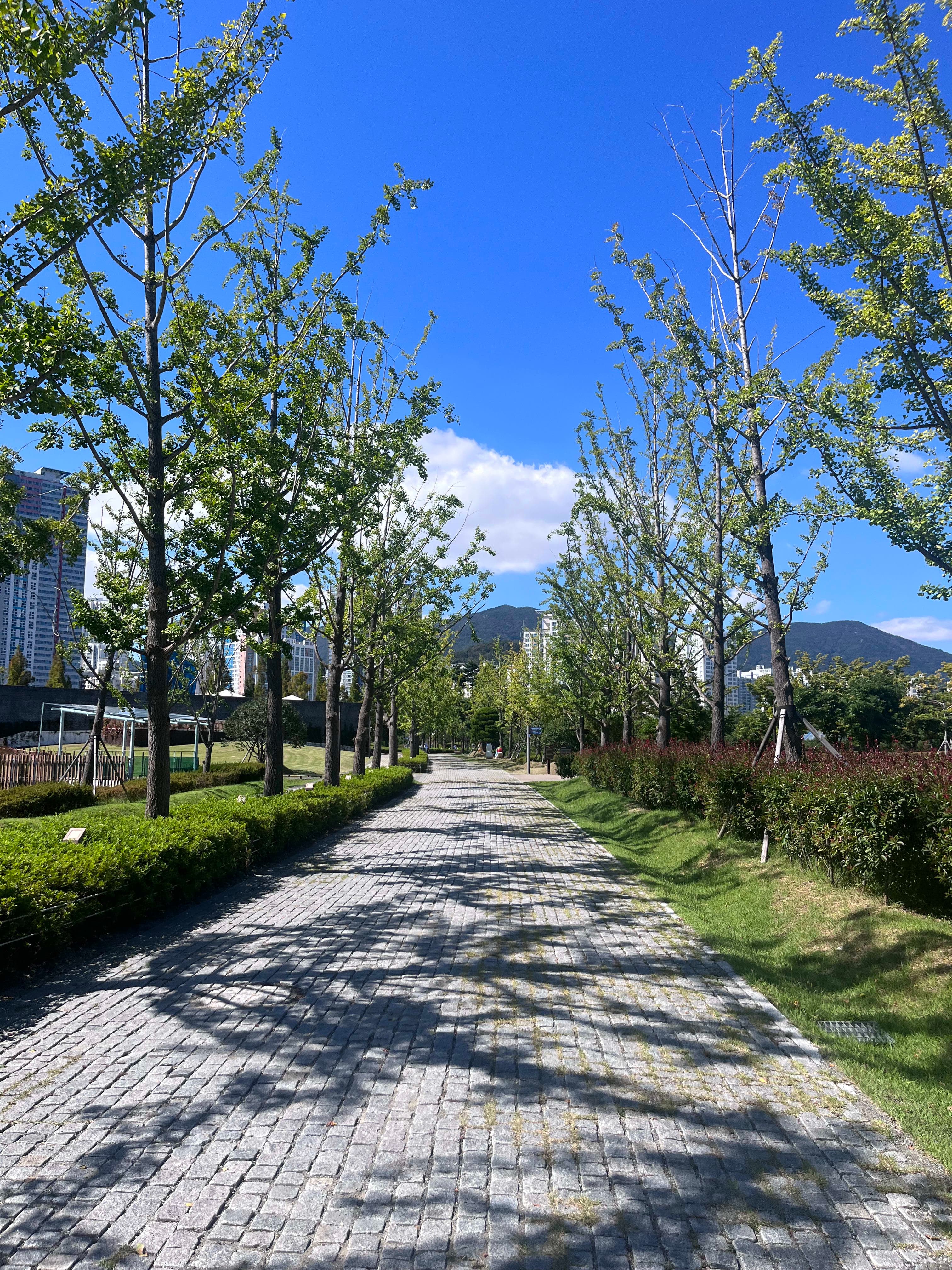 View of an empty stone path lined with thin trees and clear sky above