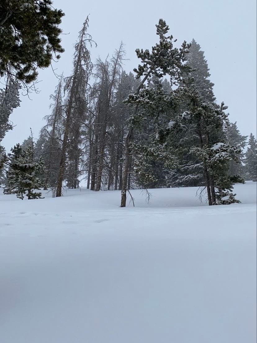 Beautiful view of a snowy hill with several tall pine trees on a cloudy day