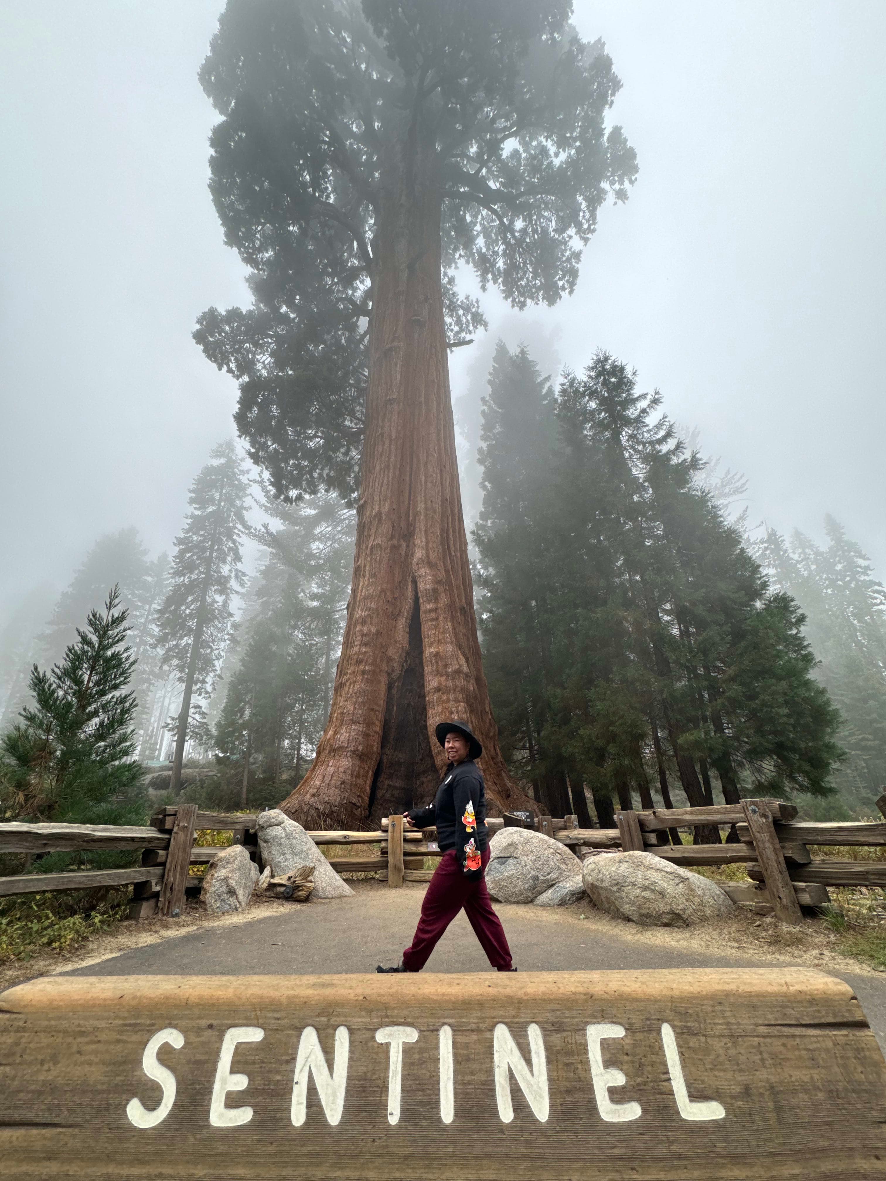 View of a several very tall trees shrouded in mist with “sentinel” visible on a bench in the foreground