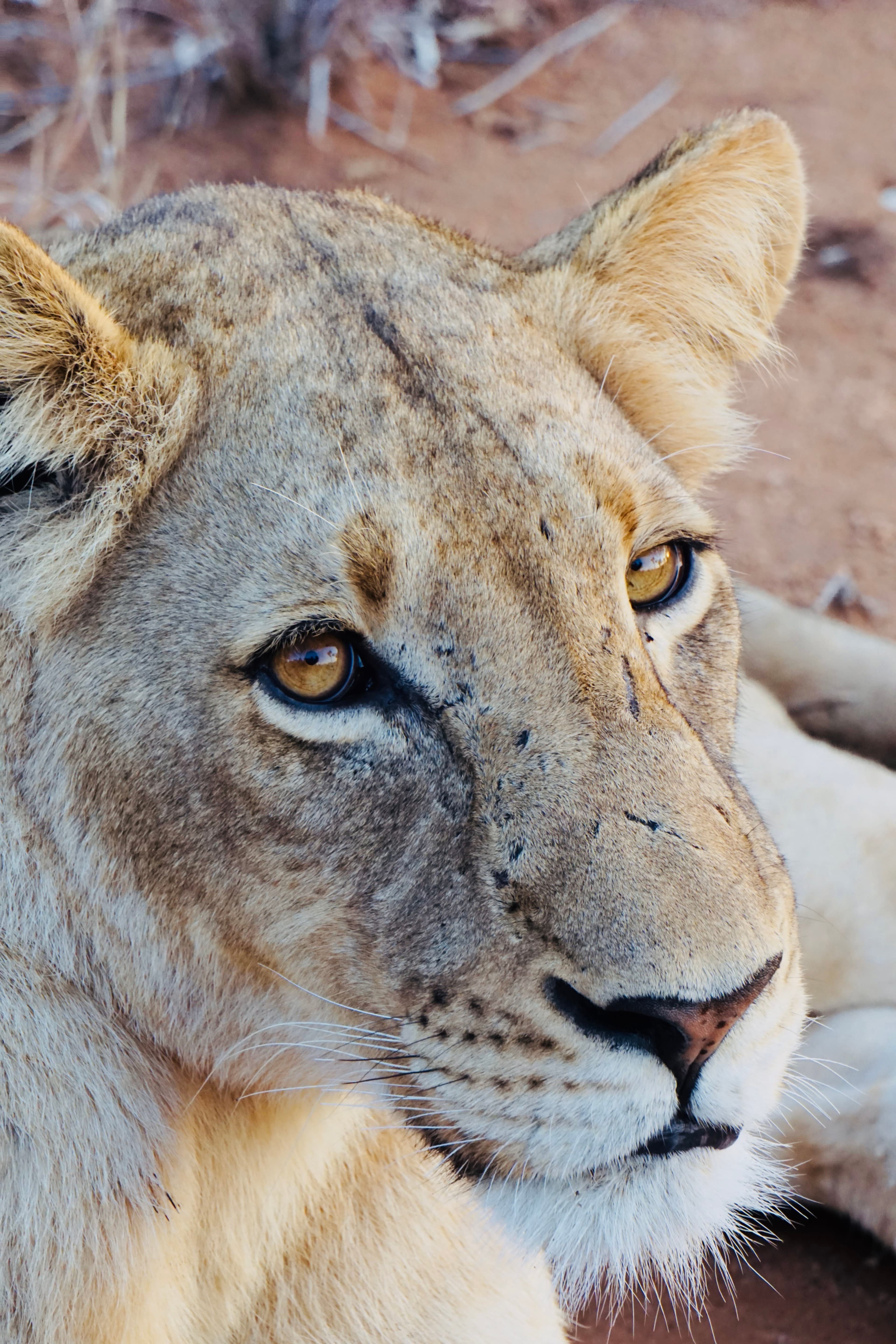 Close up of a lion’s face taken on a safari