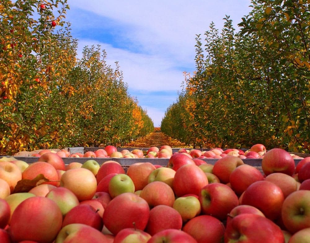 Sampling the Sierra Foothills: Apple Hill, El Dorado County’s Gold Country curated by Michelle Roe