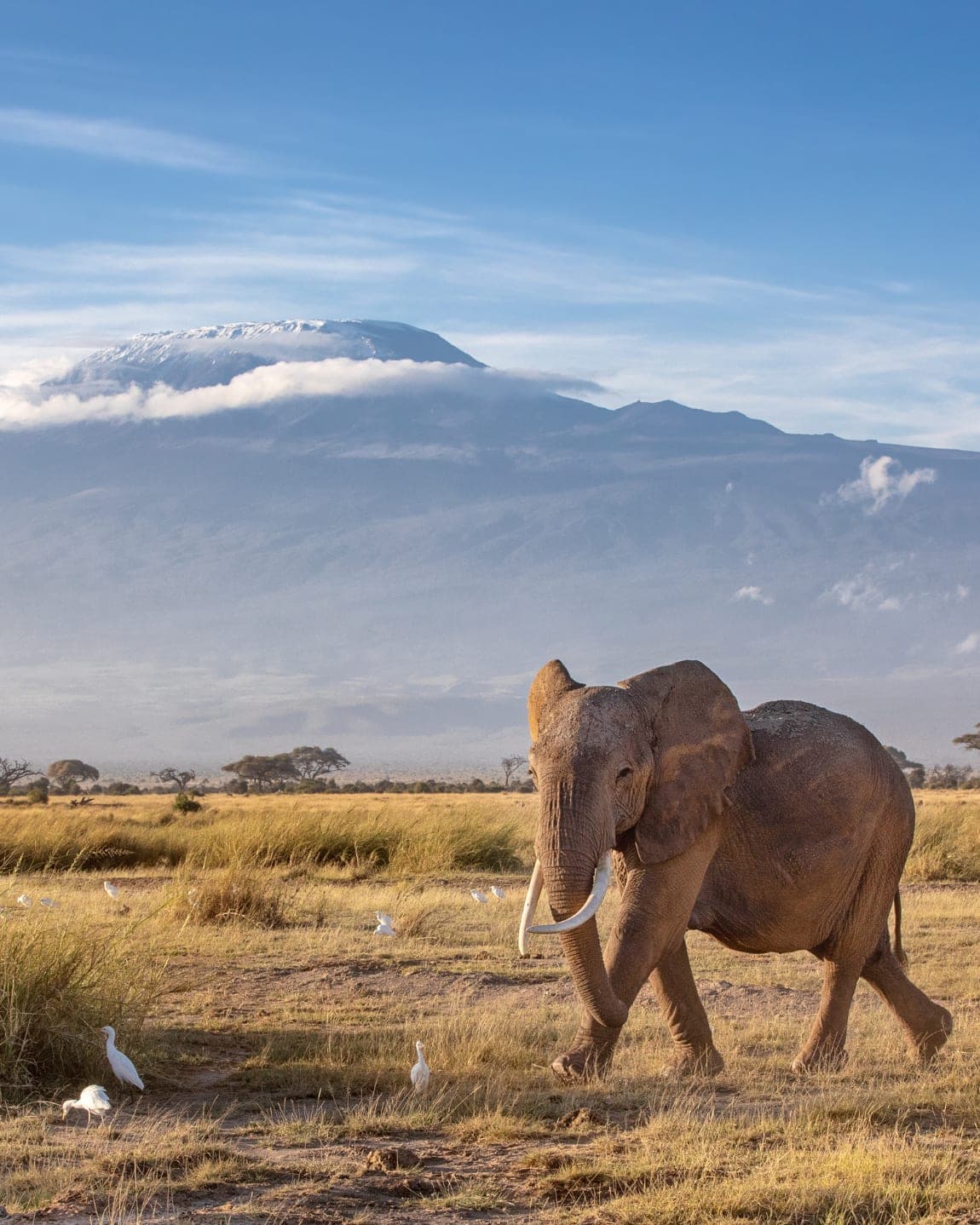 The Best of Tanzania: Mount Kilimanjaro, Serengeti National Park, Ngorongoro Crater & Zanzibar curated by Naeema Cassimjee