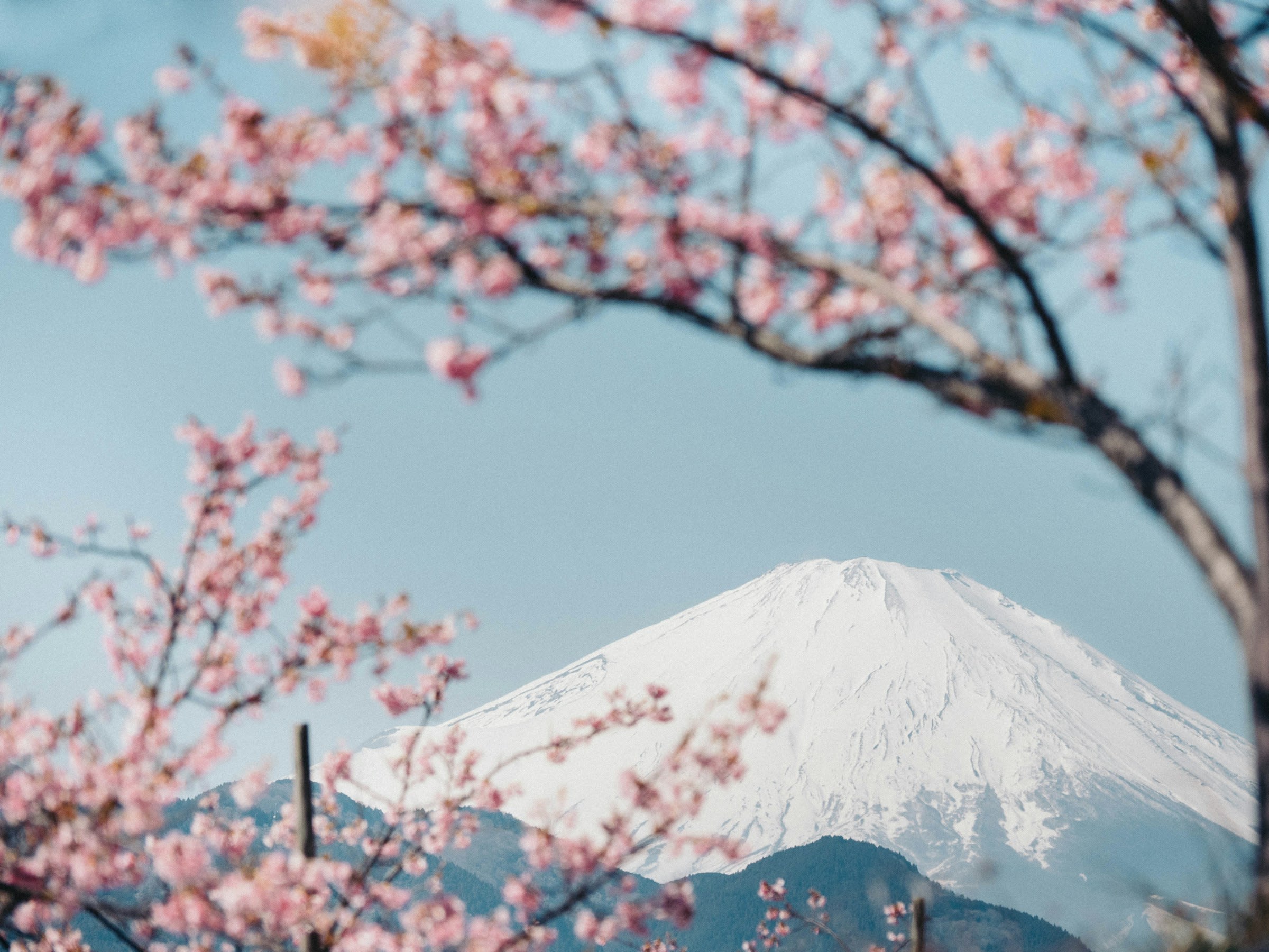 pink cherry blossoms on tree branches with a snow covered mountain in the background during daytime