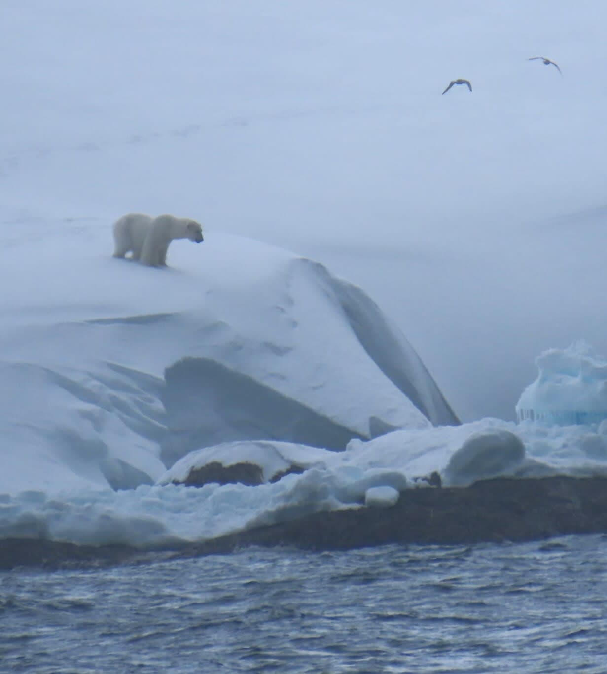 In Search of Polar Bears in the Arctic: Sailing around Svalbard aboard Quark's Ultramarine curated by Mei-Mei Kirk