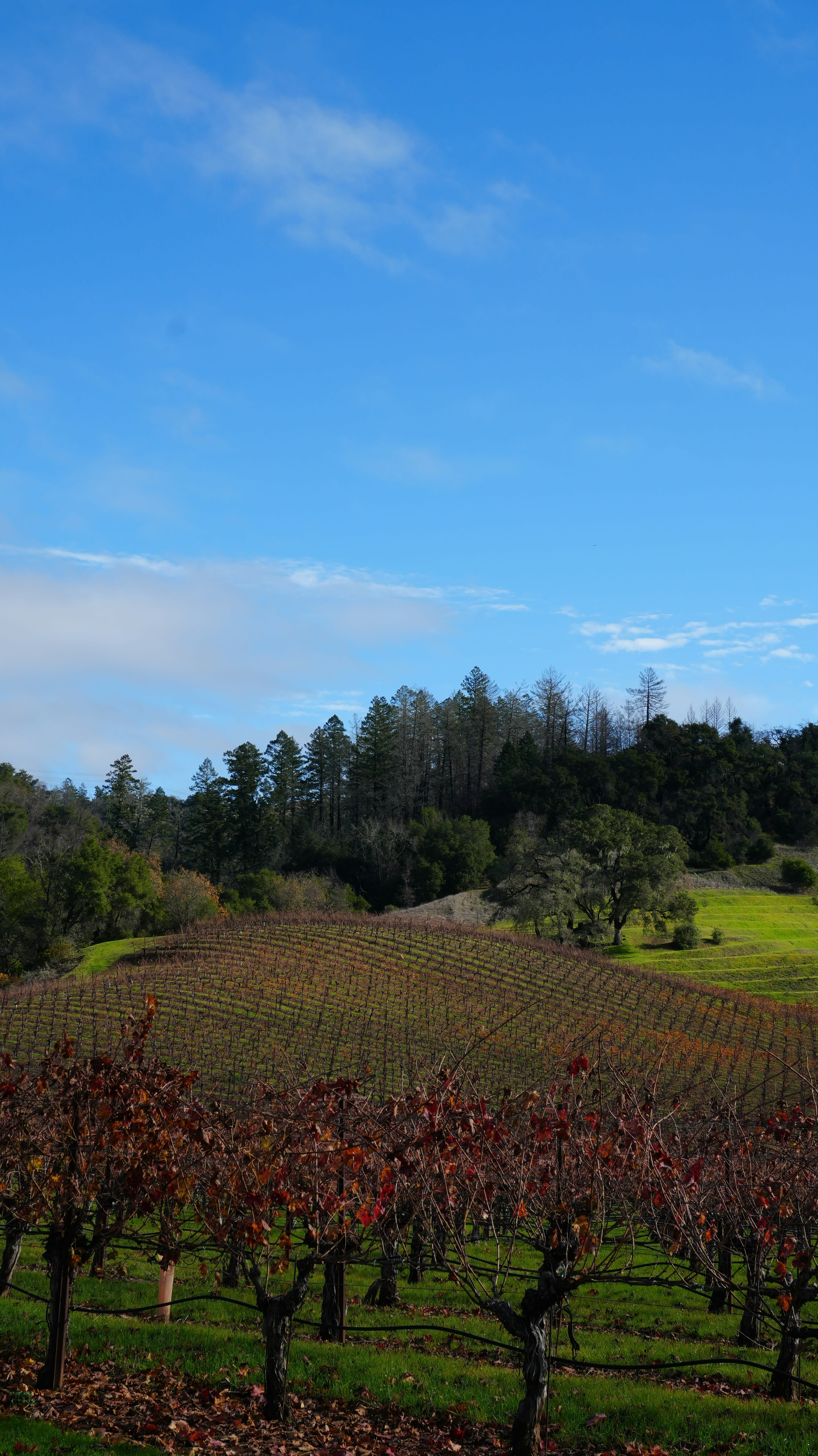 A Family-Friendly Guide to Healdsburg curated by Mary Iacono