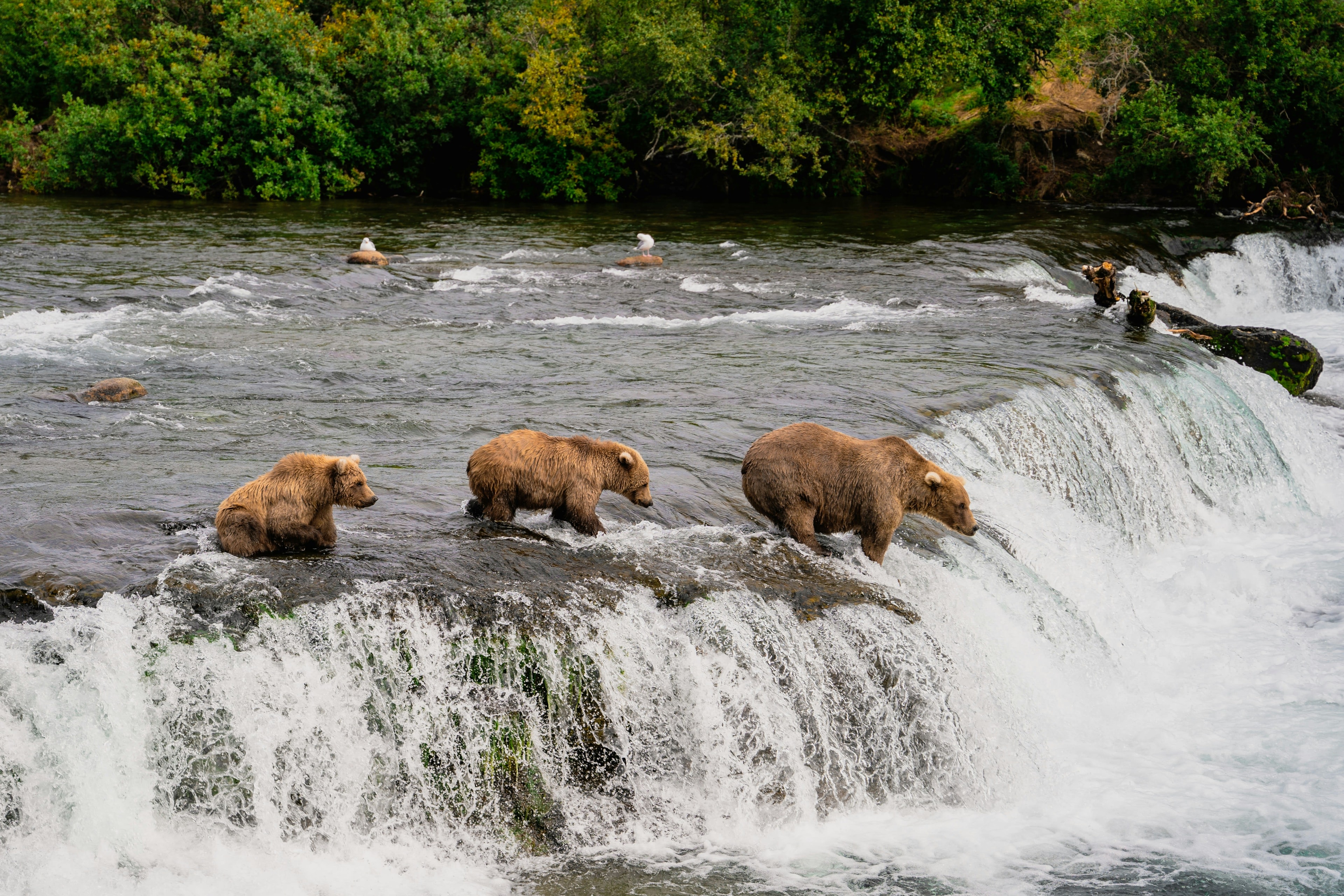 three bears trudging through a river at the top of a waterfall at daytime