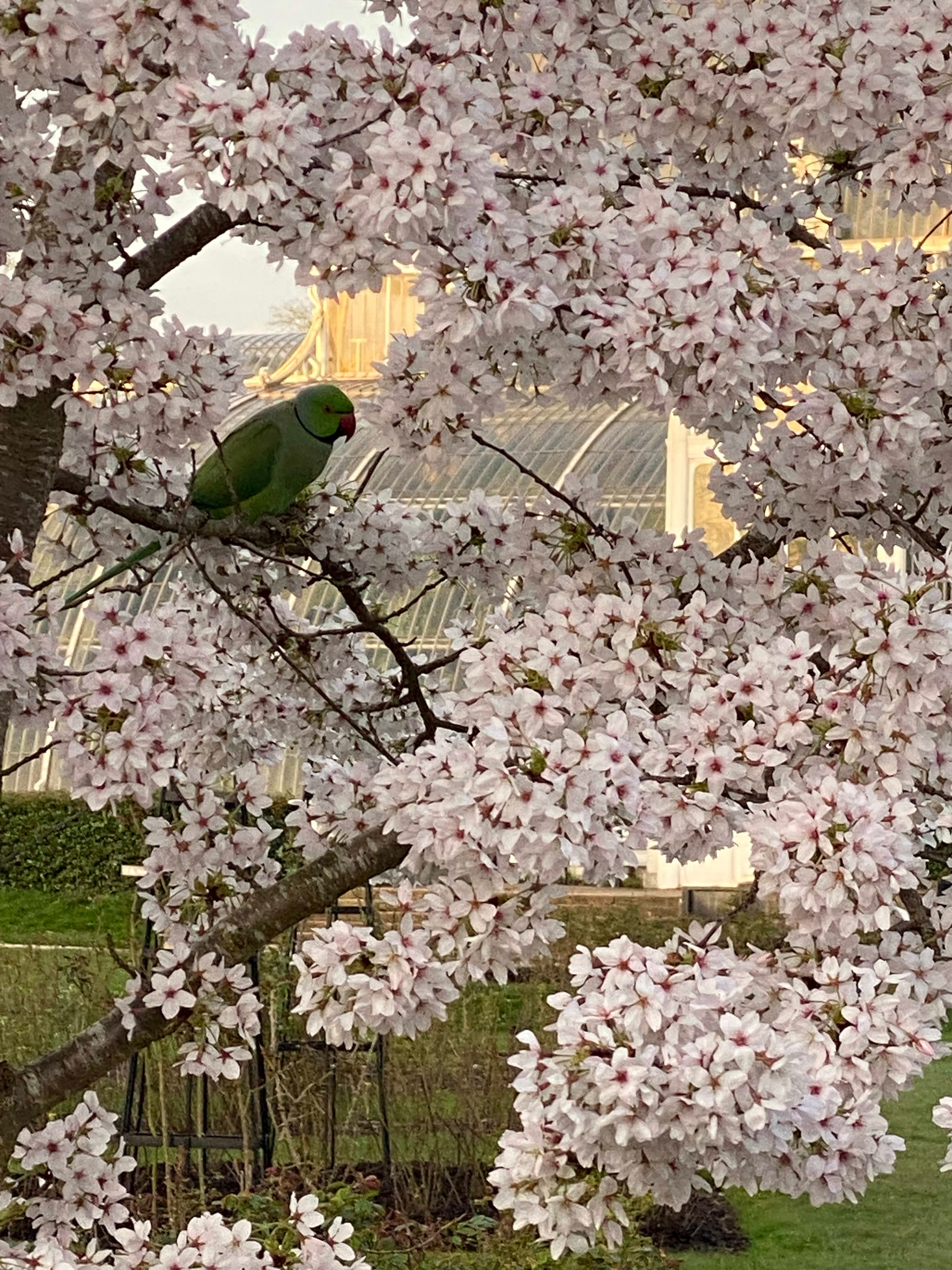 The Ultimate Guide to Kew Gardens, London curated by Charmaine Lutchmansingh