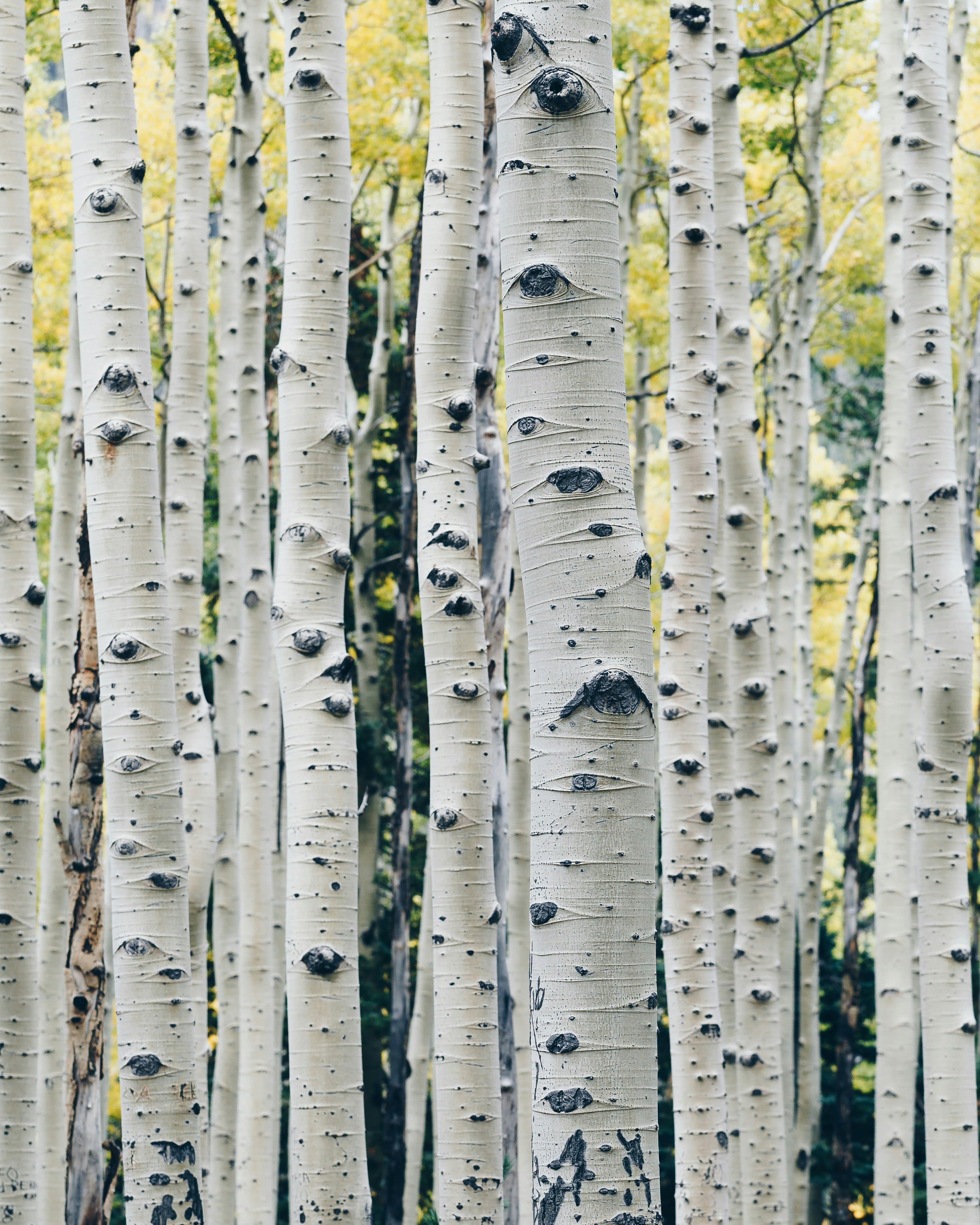 Summertime in Aspen, Colorado curated by Jordan Feiner