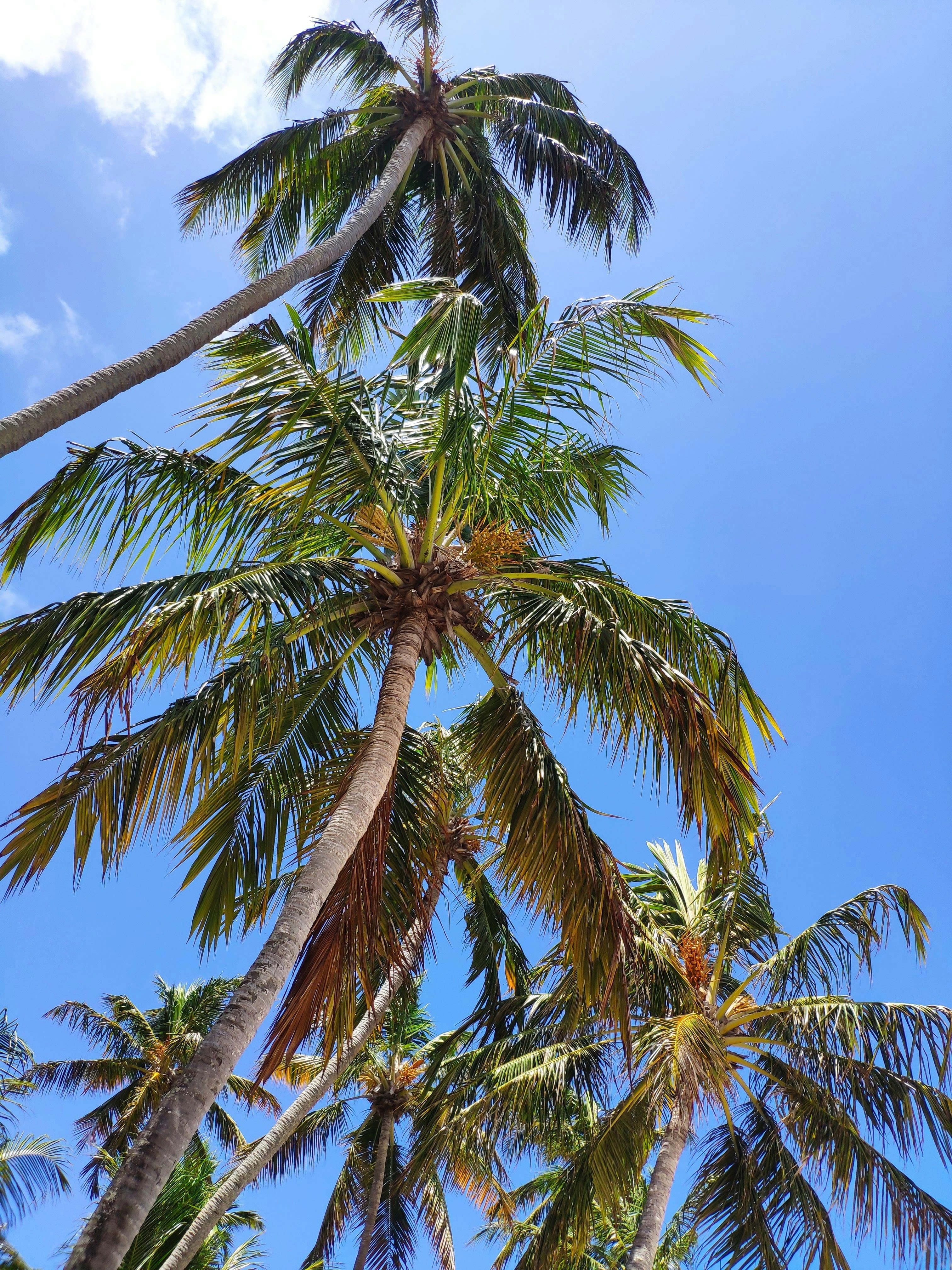 Harvest Caye, Belize: Norwegian Cruise Line's Private Island curated by Brianne Lamie
