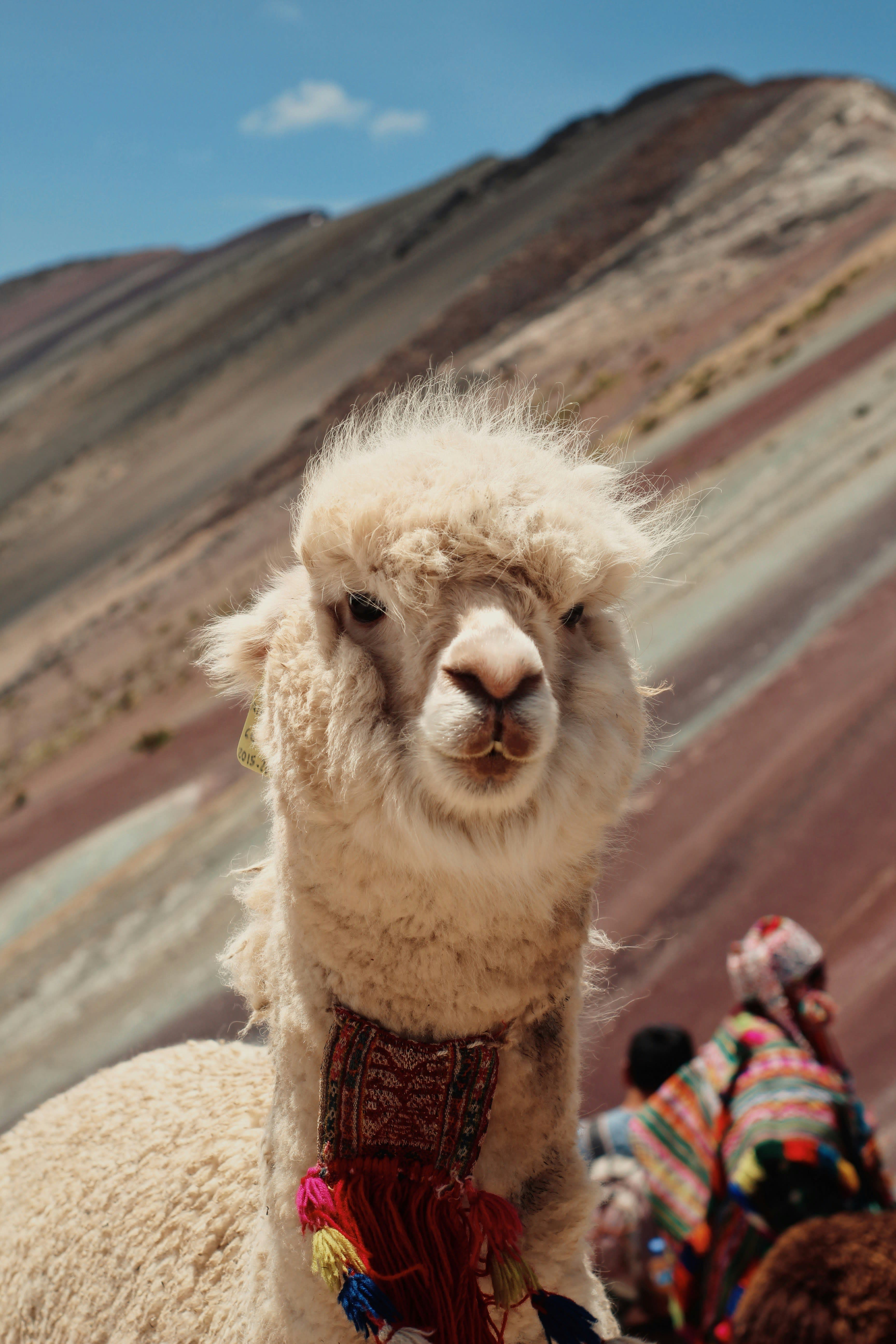The Ultimate Guide to Cusco: History, Adventure & Hidden Gems curated by Samantha Aguirre