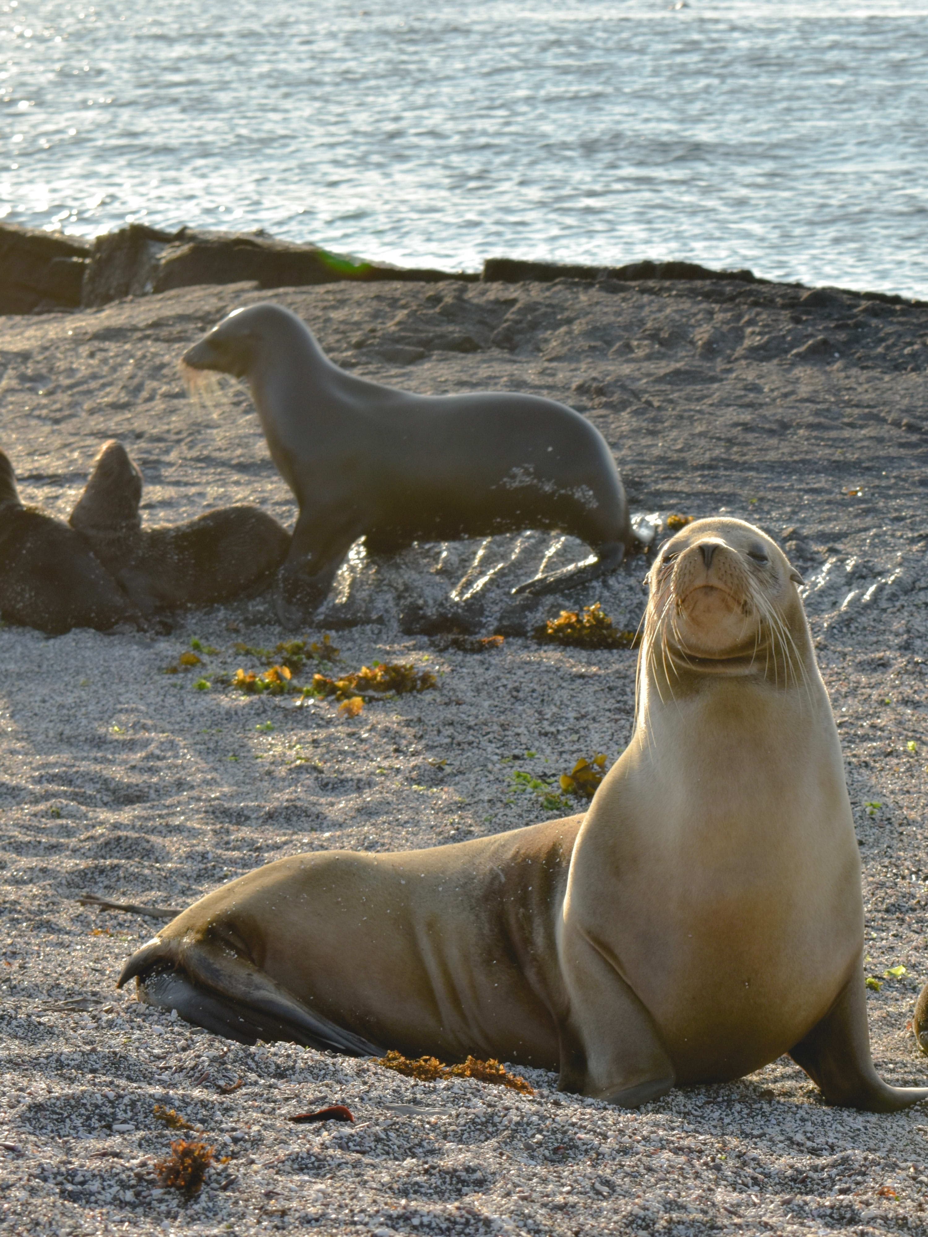 Our Expedition to the Galápagos Islands Onboard the Silver Origin curated by Paula Salas