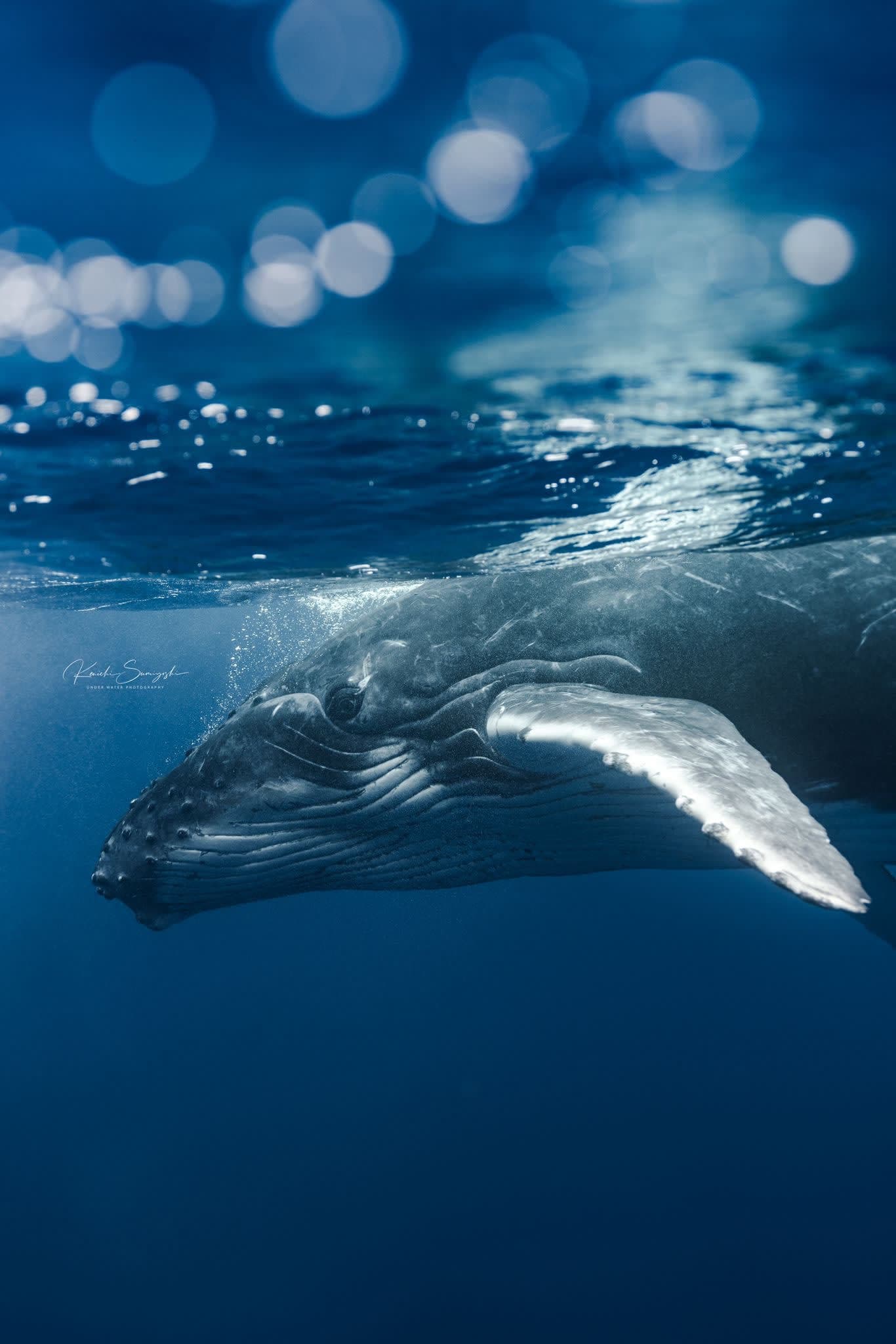 Songs Beneath the Surface: Swimming with Humpbacks in Okinawa curated by Alexana Rotunda