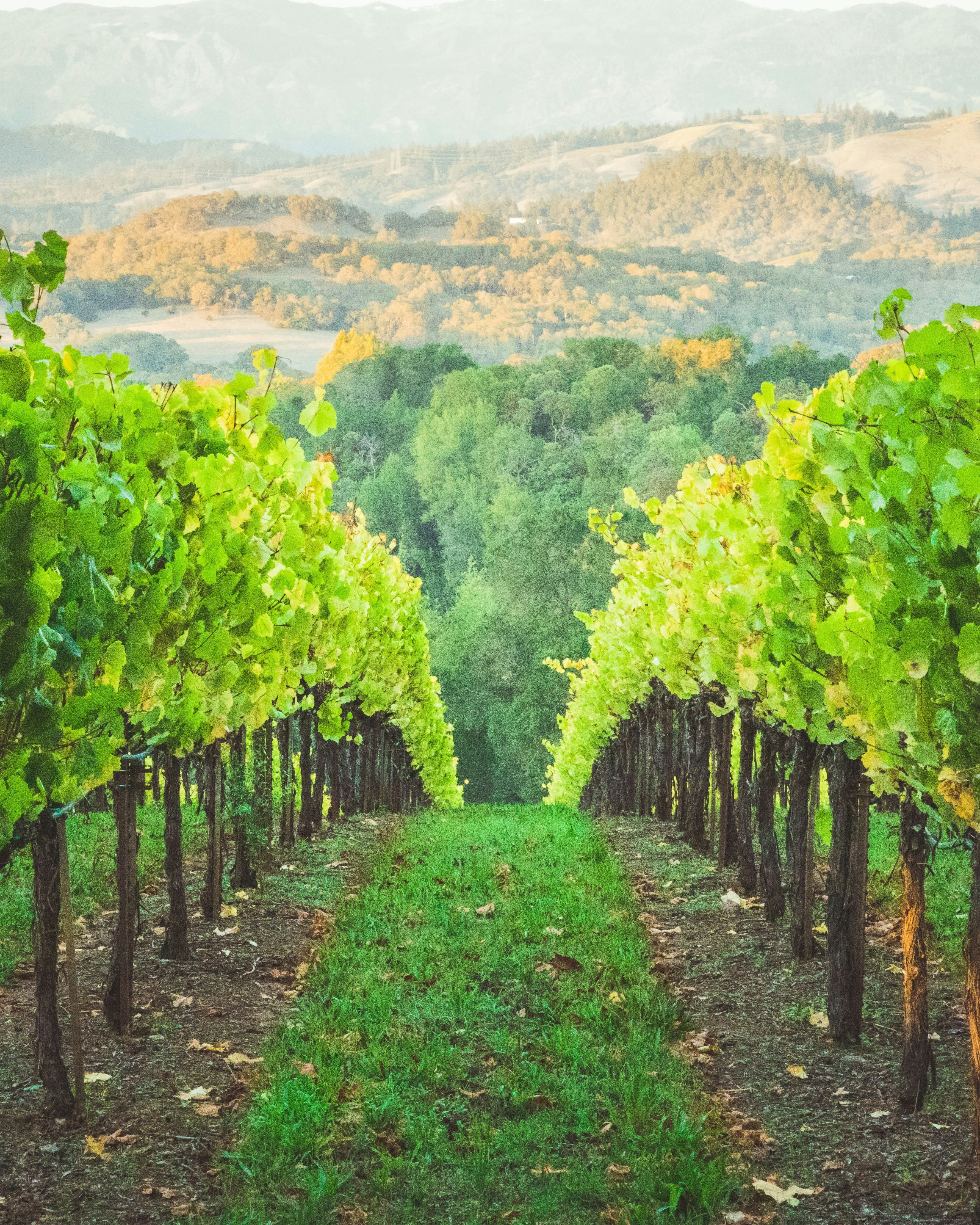 Drink in the Magic of Sustainable Wineries in Sonoma County’s Healdsburg curated by Caroline Ebinger