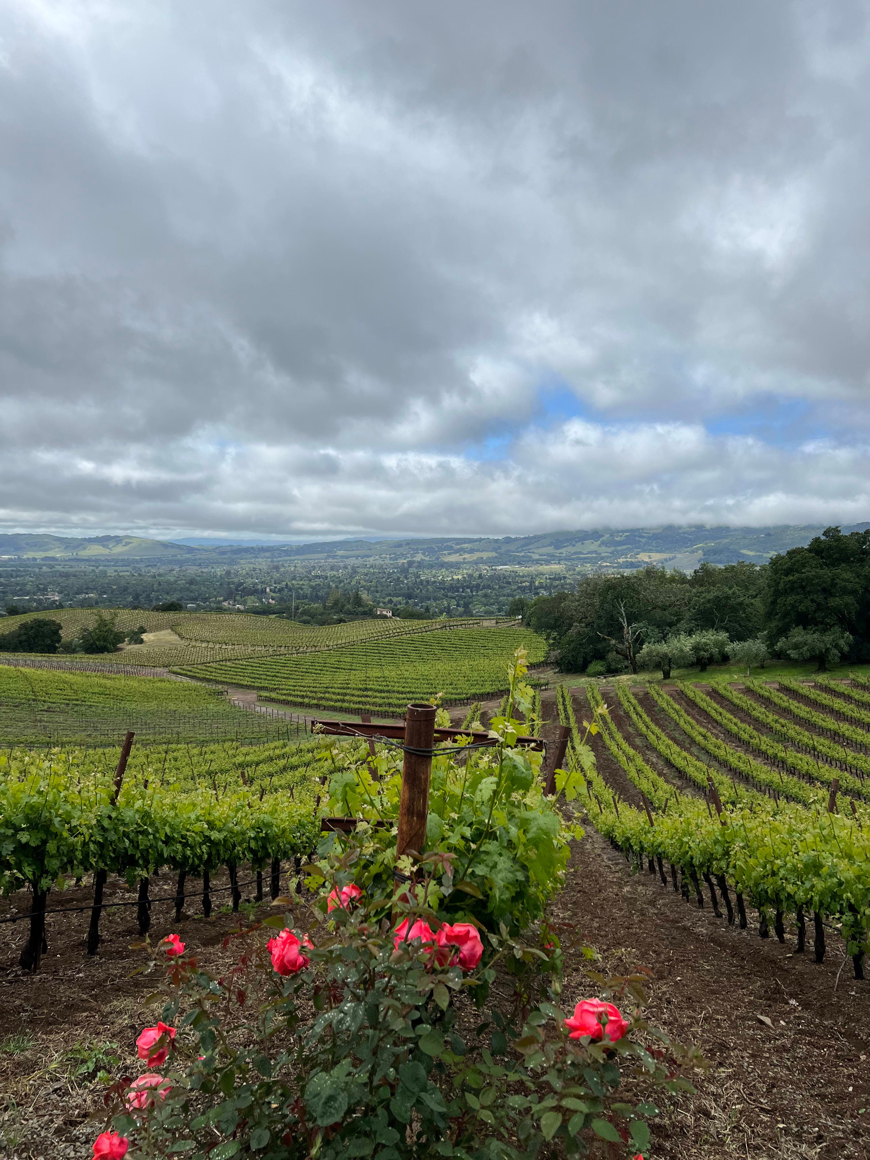 Wander Where the Wine Flows: Napa Edition curated by Brett Trager