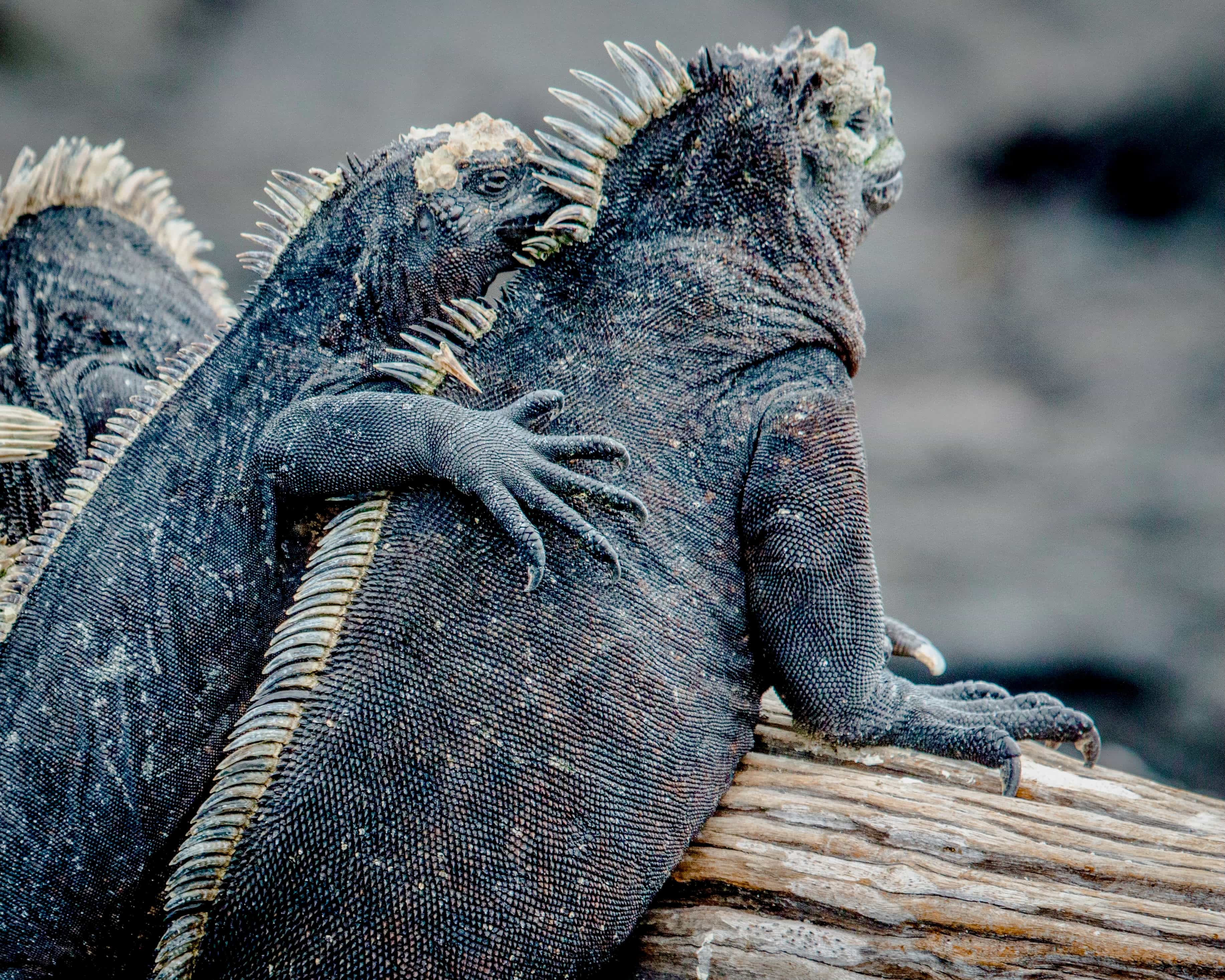 iguanas hugging while sitting on a branch