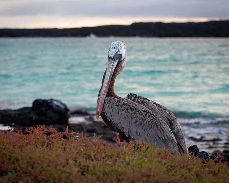 a large bird sitting on land with rocks and ocean behind