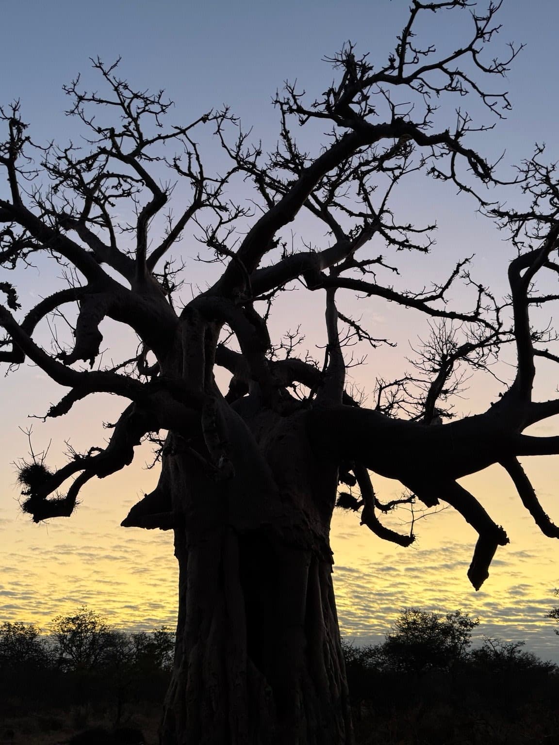 What to Expect on African Safari: Big Game, Big Views, Big Memories curated by Michele Rhudy