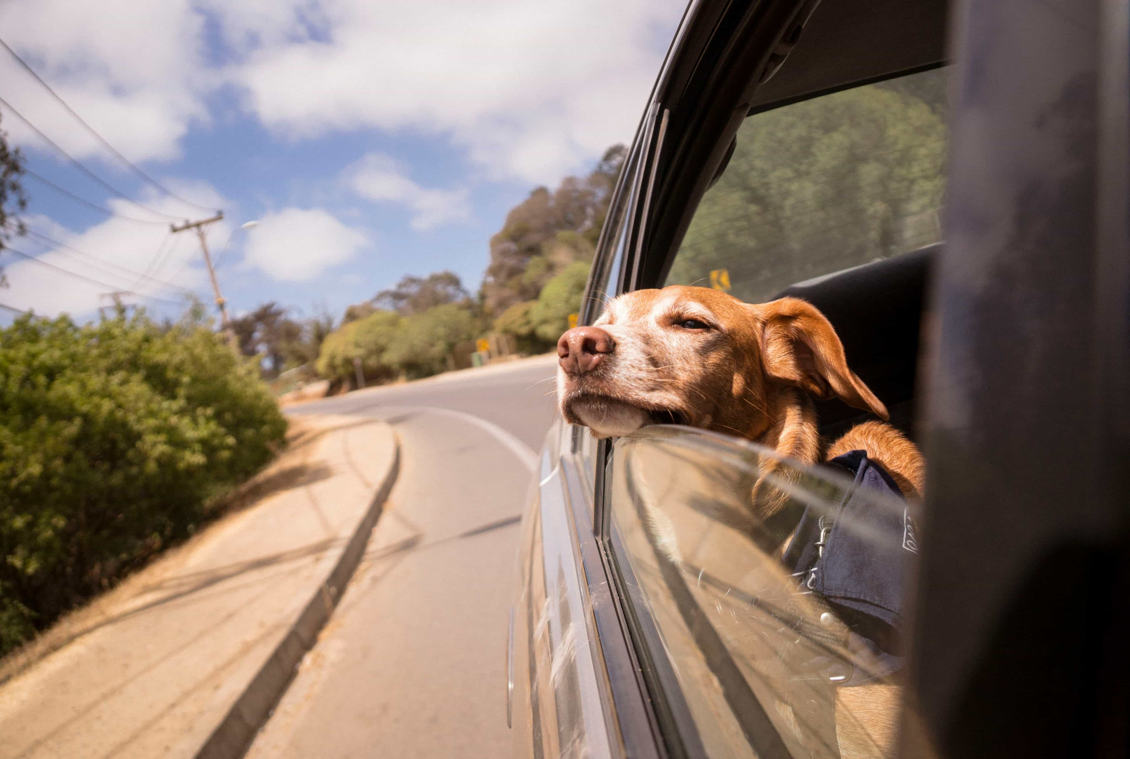 Dog leaning out of a car window on a sunny road trip, eyes closed and ears back, enjoying the breeze with trees and a winding road in the background.