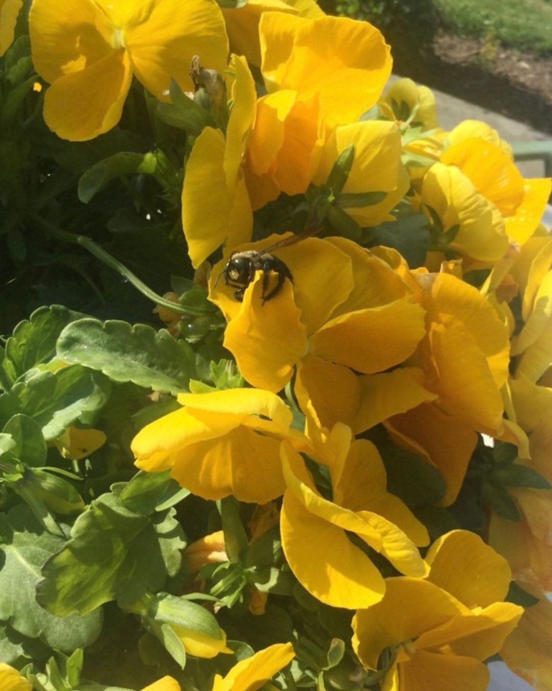 Into The Emerald Silence: A Beekeeper for a Day in Slovenia’s Soča Valley curated by Sonya Barbir