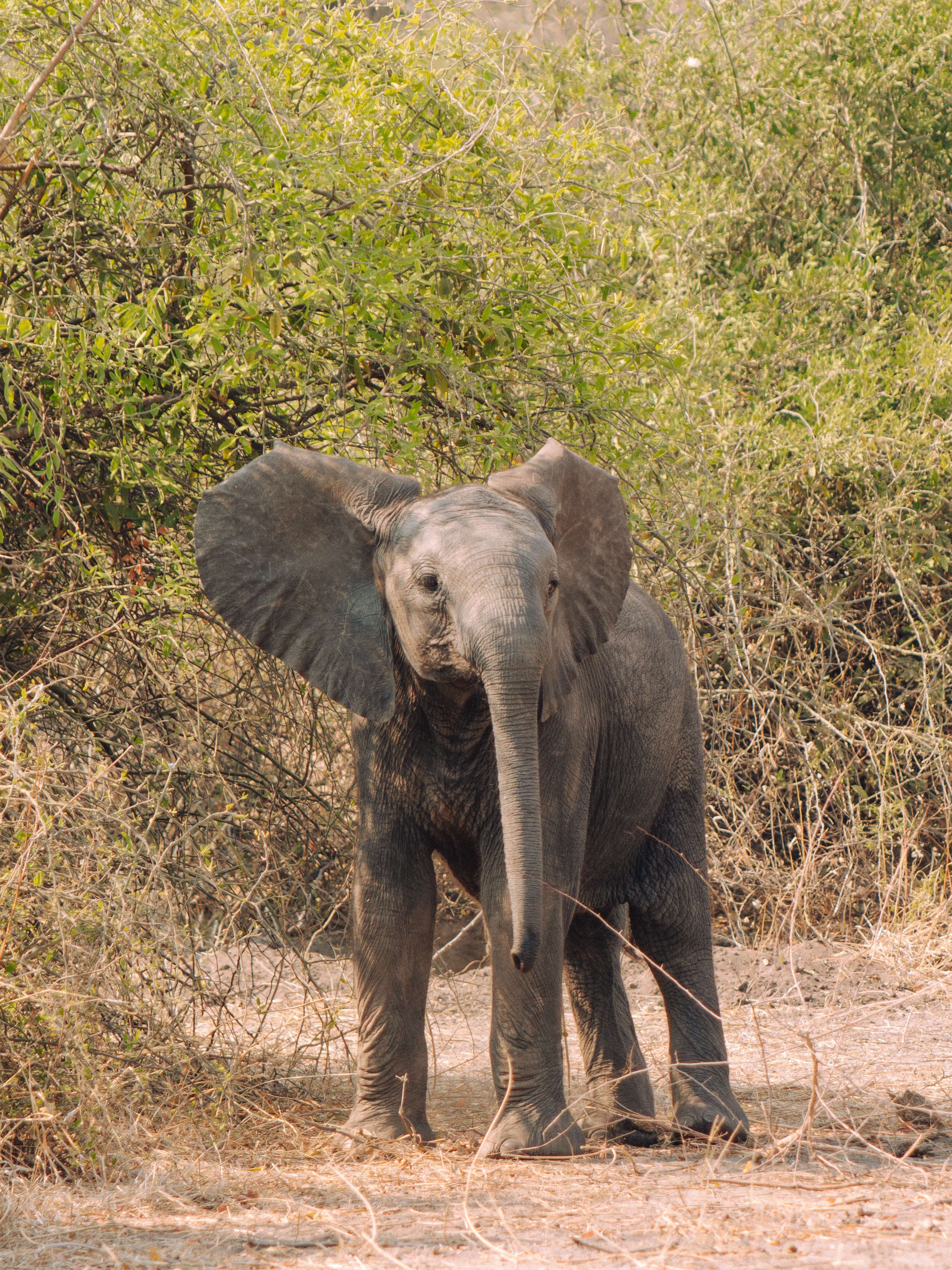Disconnected to Reconnect: andBeyond's Chobe Under Canvas curated by Valeria Sandoval