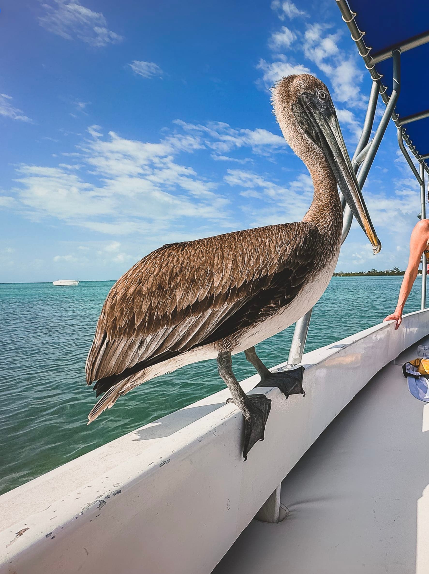 Exploring Belize: From Jungle Caves to Caribbean Cayes curated by Erin Ewing
