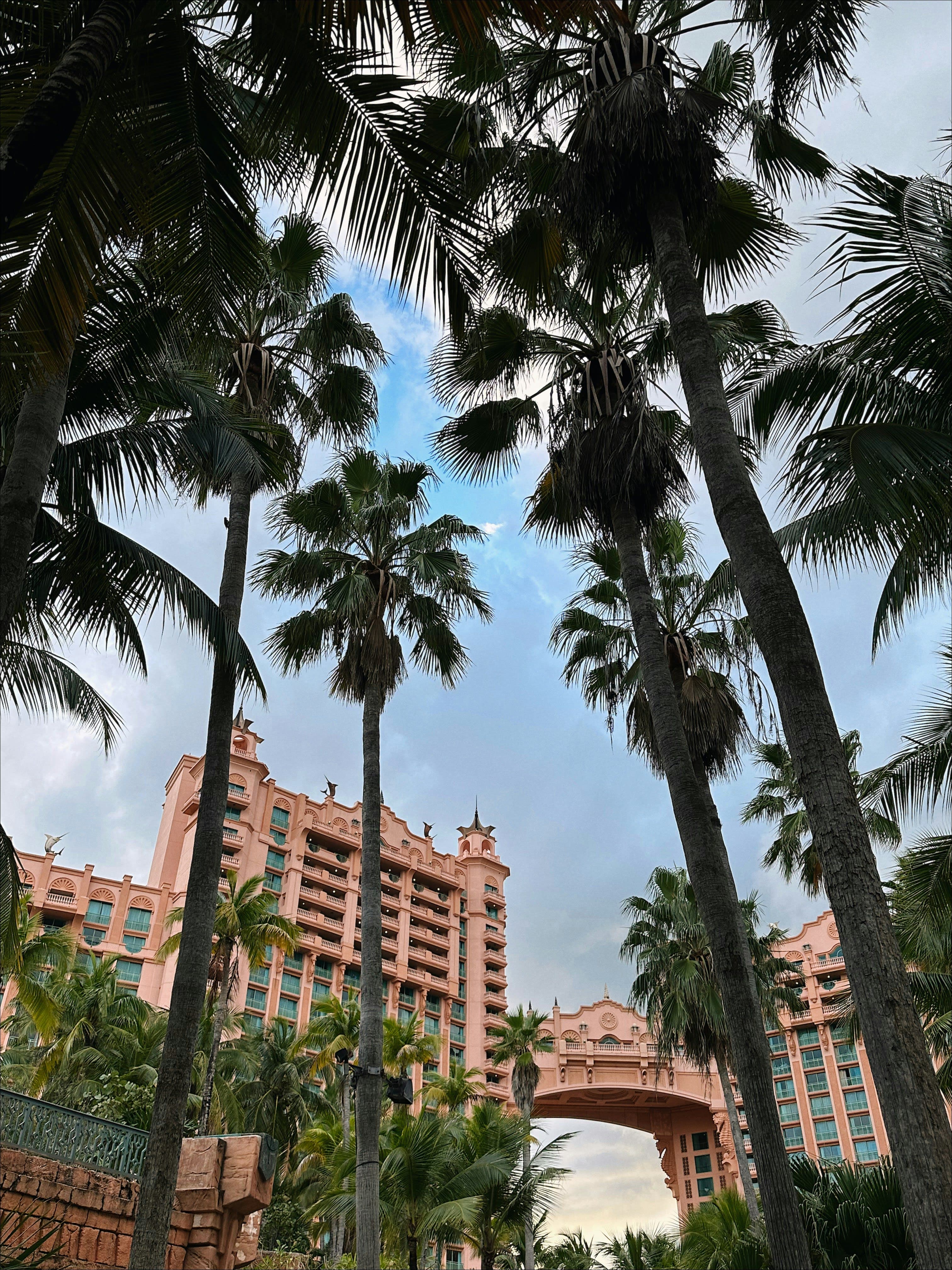 Cruisin' to the Bahamas curated by Nancy Chambers