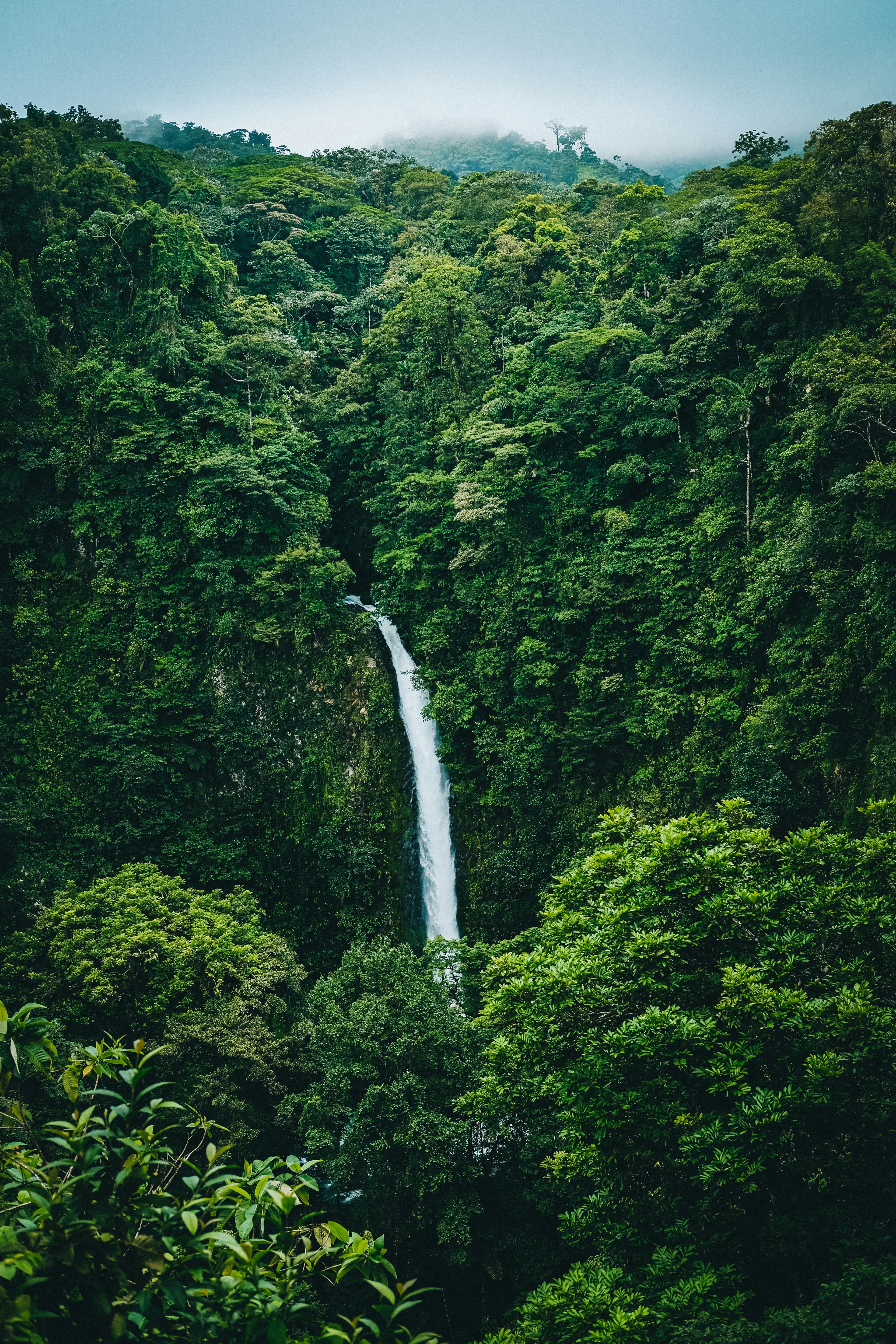 Costa Rican Paradise: The Ultimate Jungle Guide curated by Jenny Johnson
