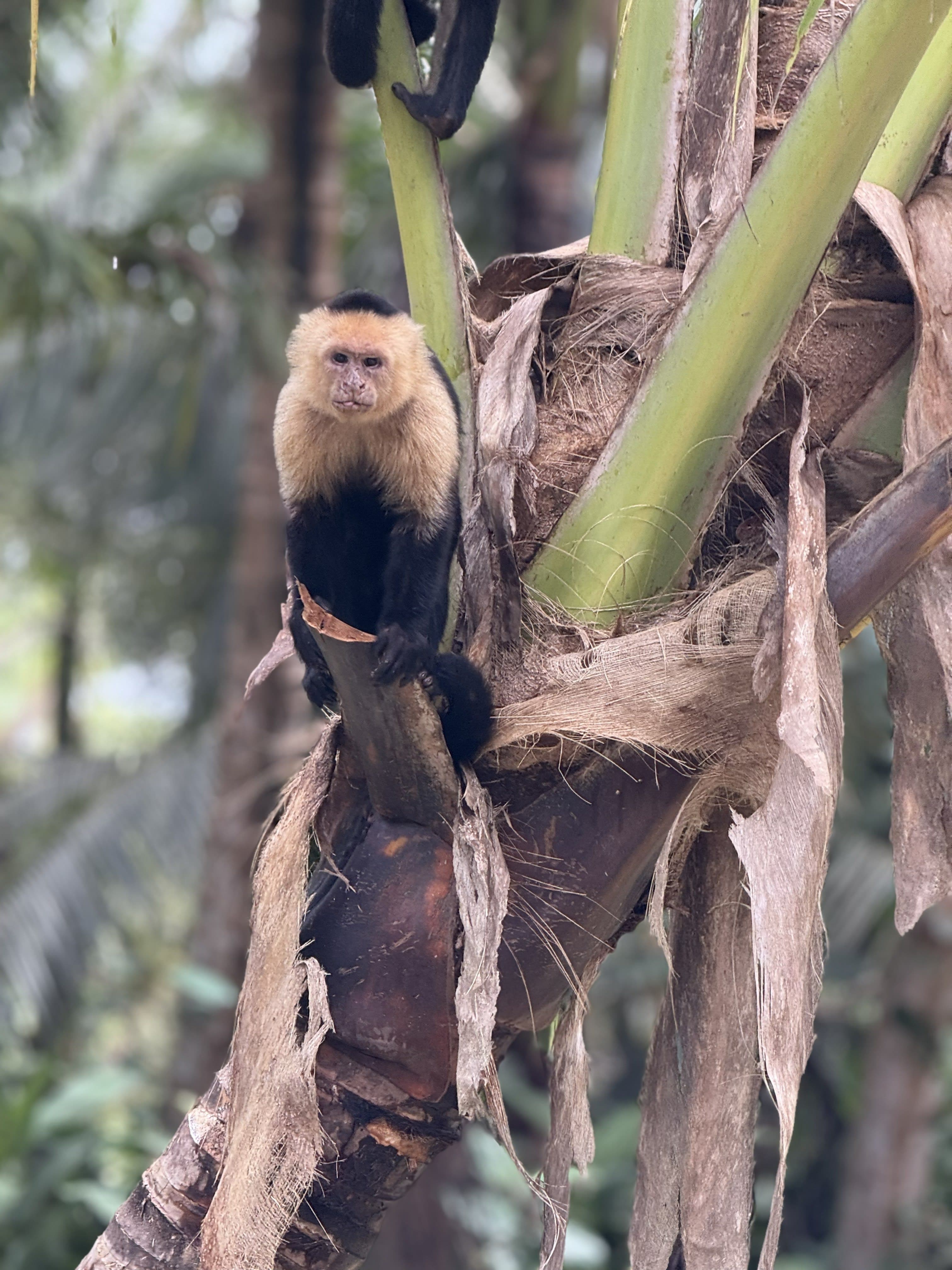 Sloths, Surf & Sunsets: A Costa Rica Guide curated by Elise Schroeder