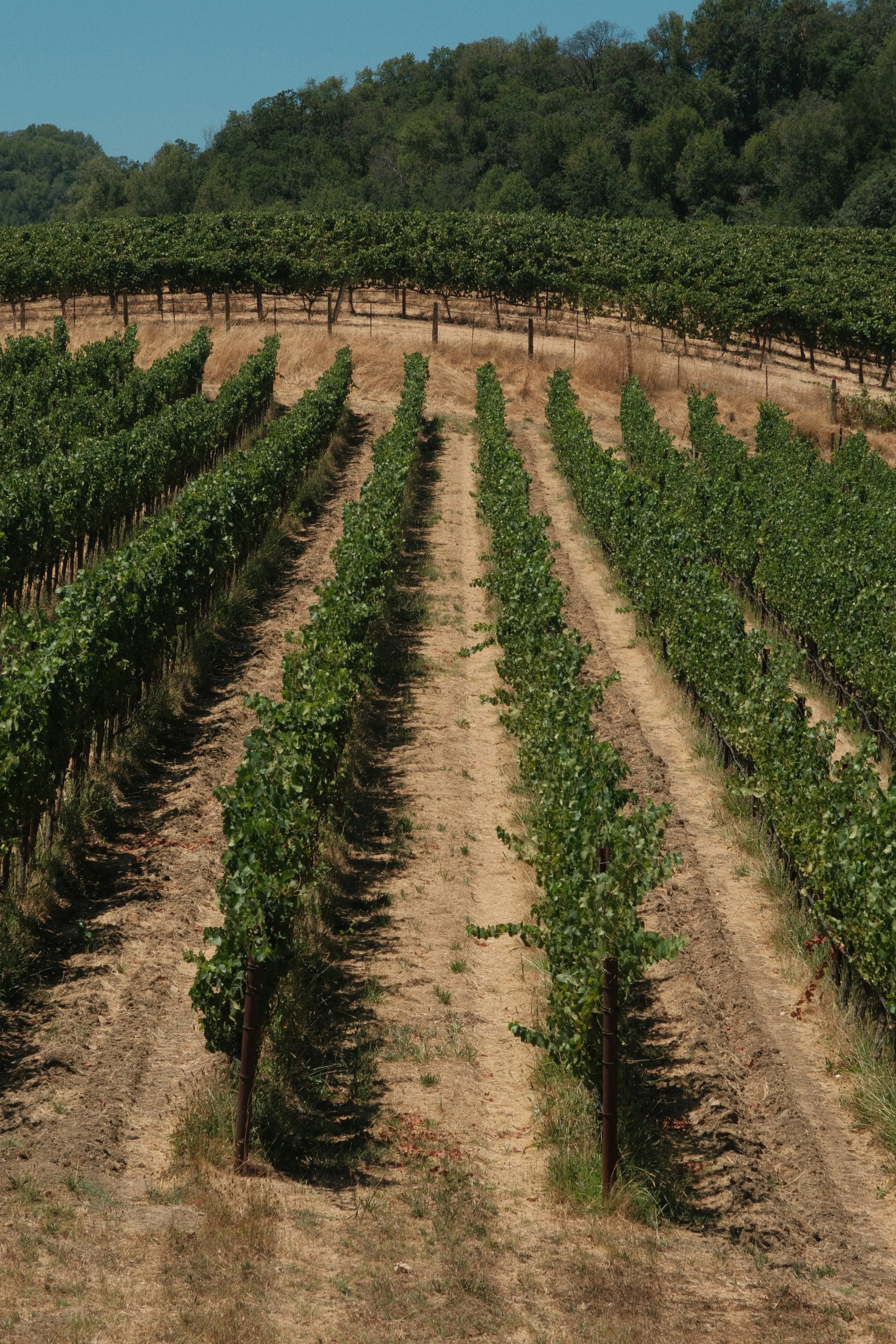 Sonoma Wine Country for All Seasons curated by Samantha Marie