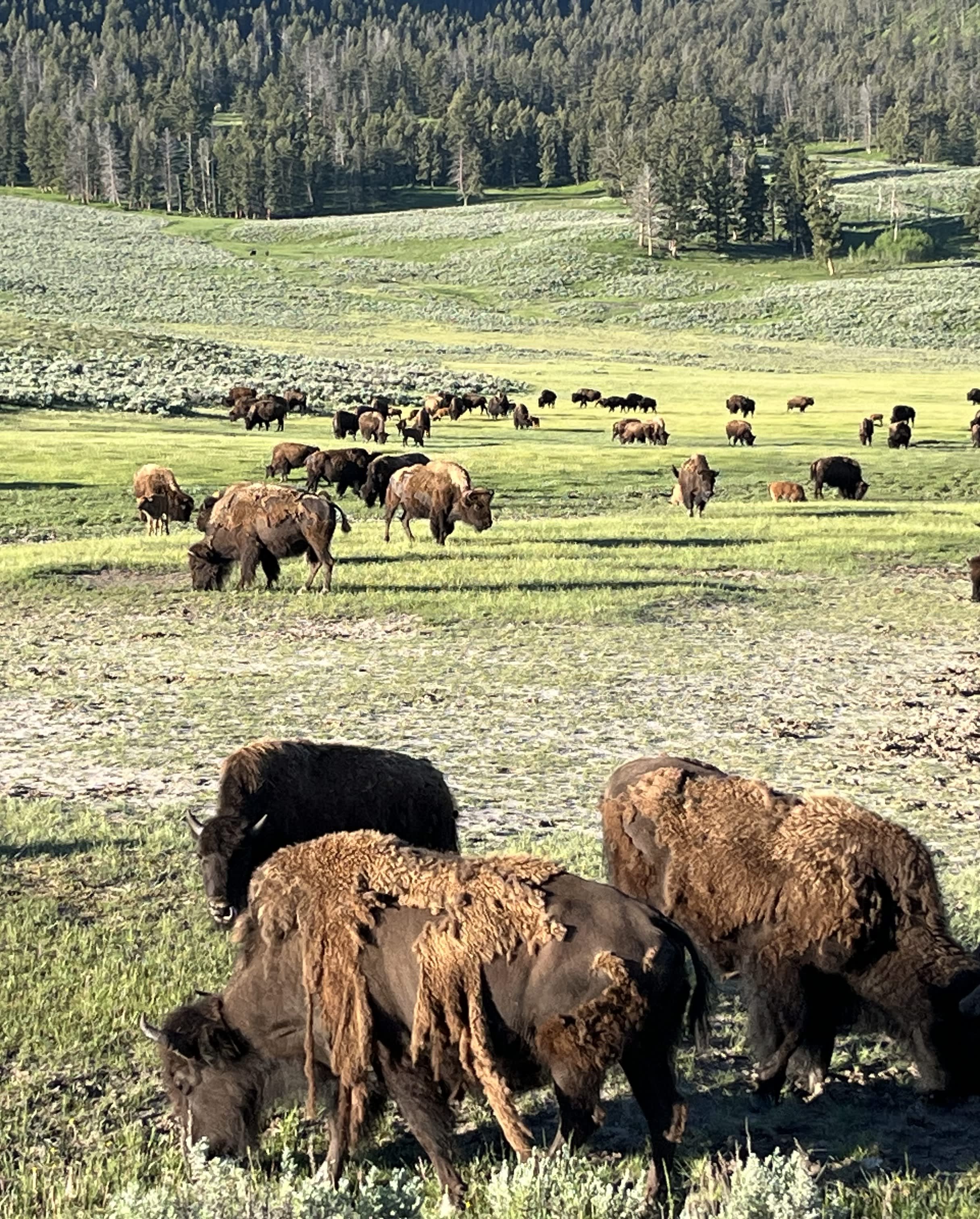 Discovering Yellowstone curated by Melissa Cazier