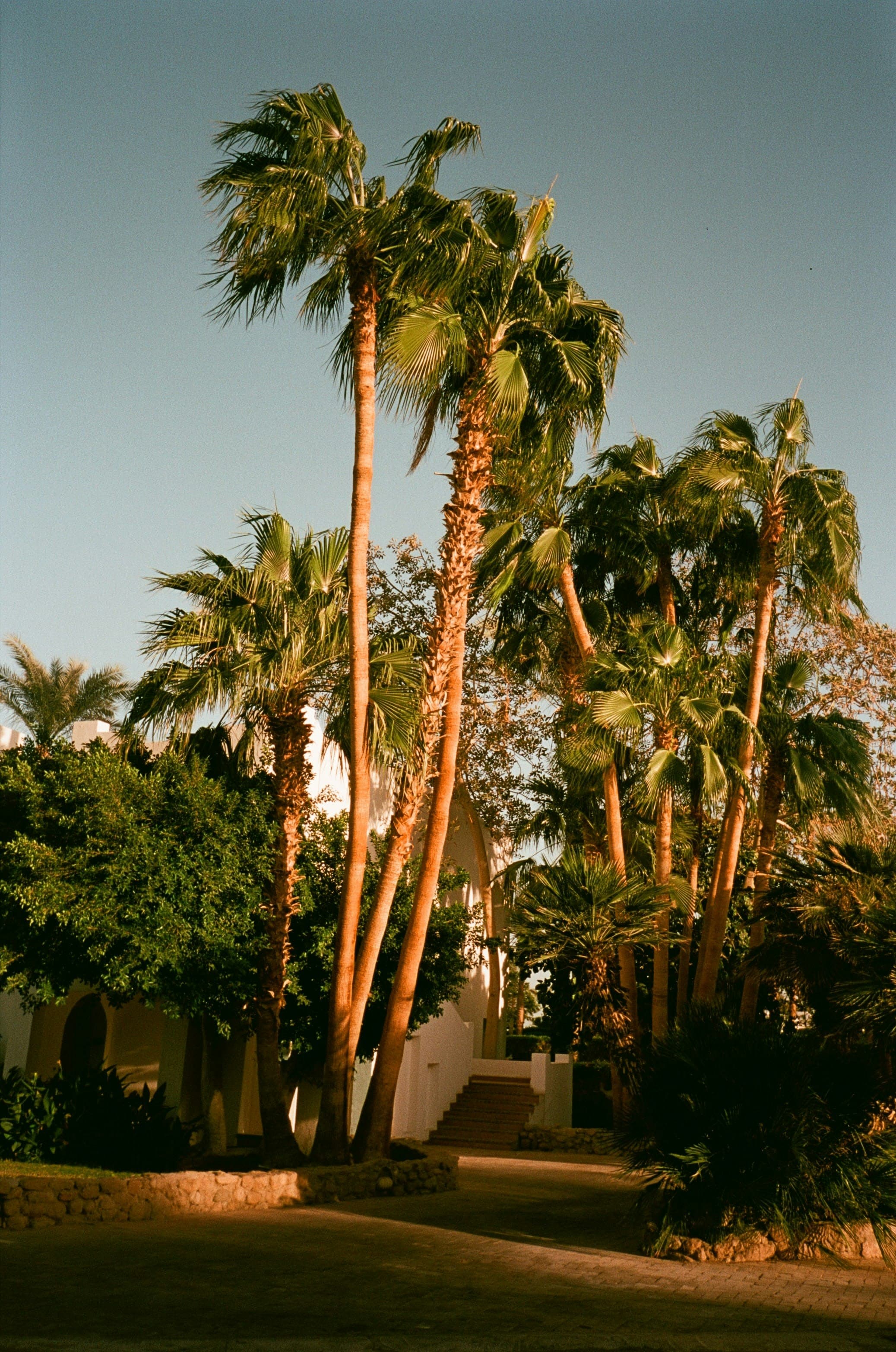 A Desert Escape: Palm Springs, Desert Hot Springs and Joshua Tree curated by Silke Schuh