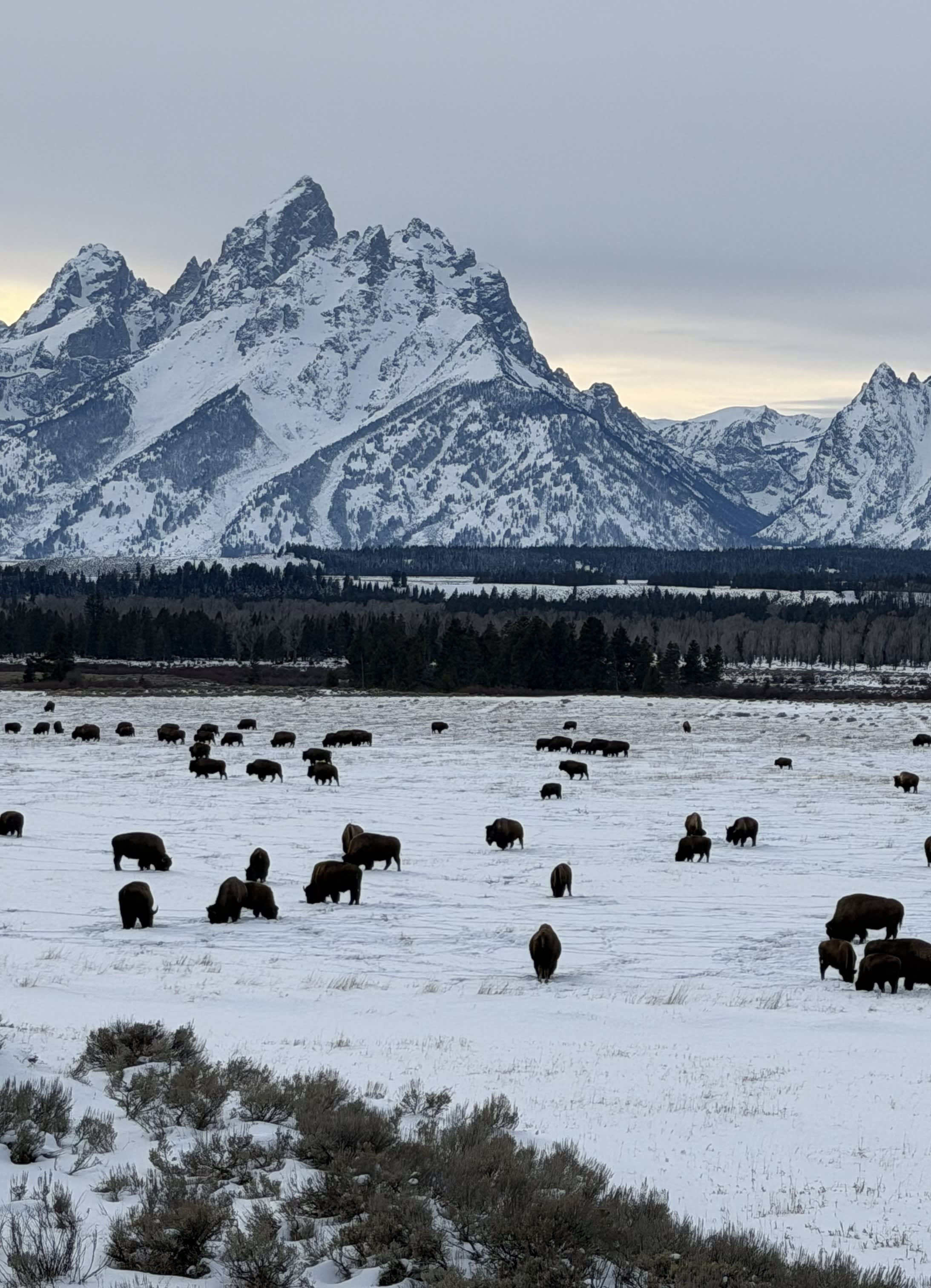 Winter Wildlife Tour: Jackson, Tetons & Yellowstone curated by Brandon Warner