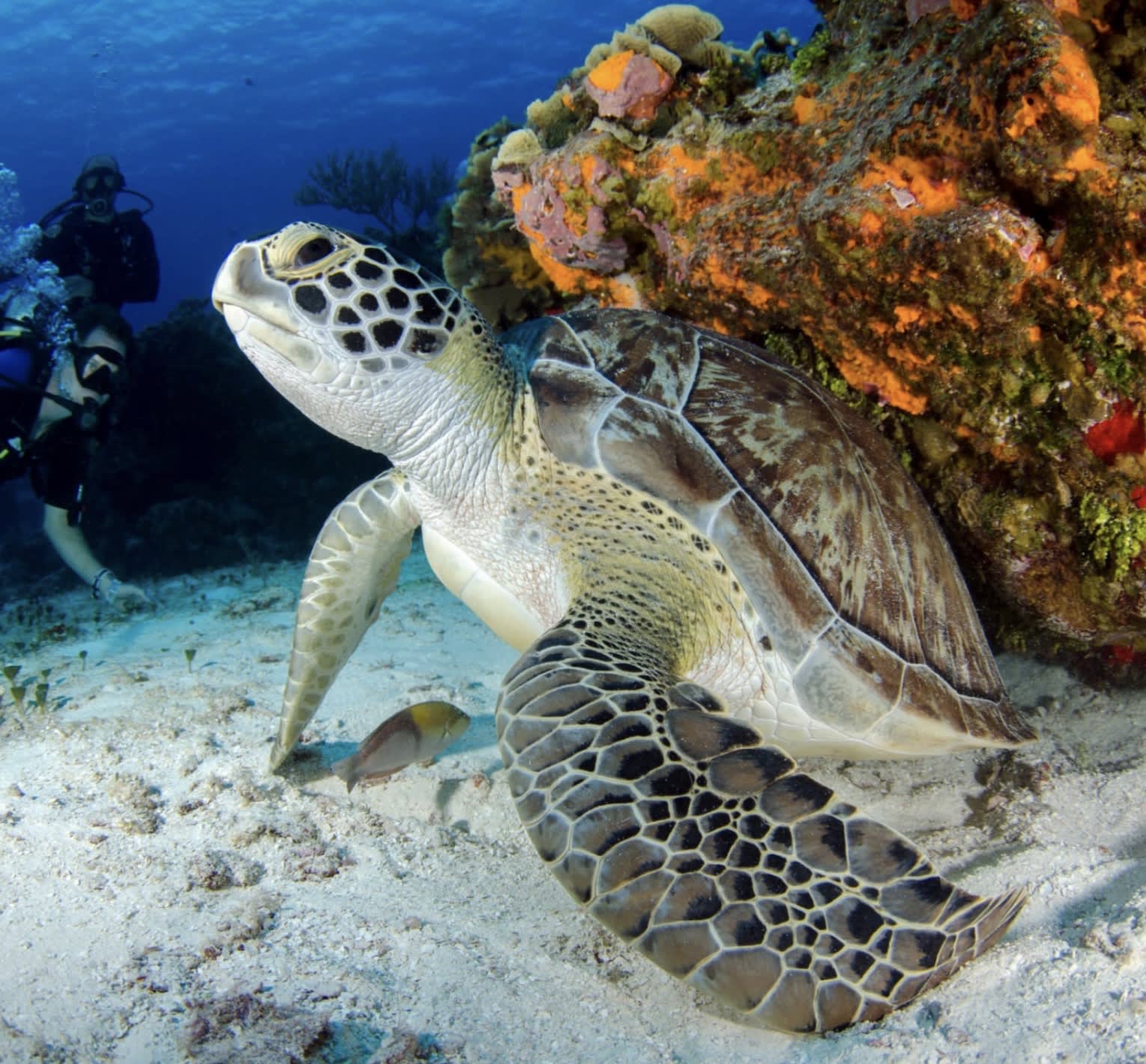 Drift: Your Guide to the Cayman Islands curated by Alexis Welch