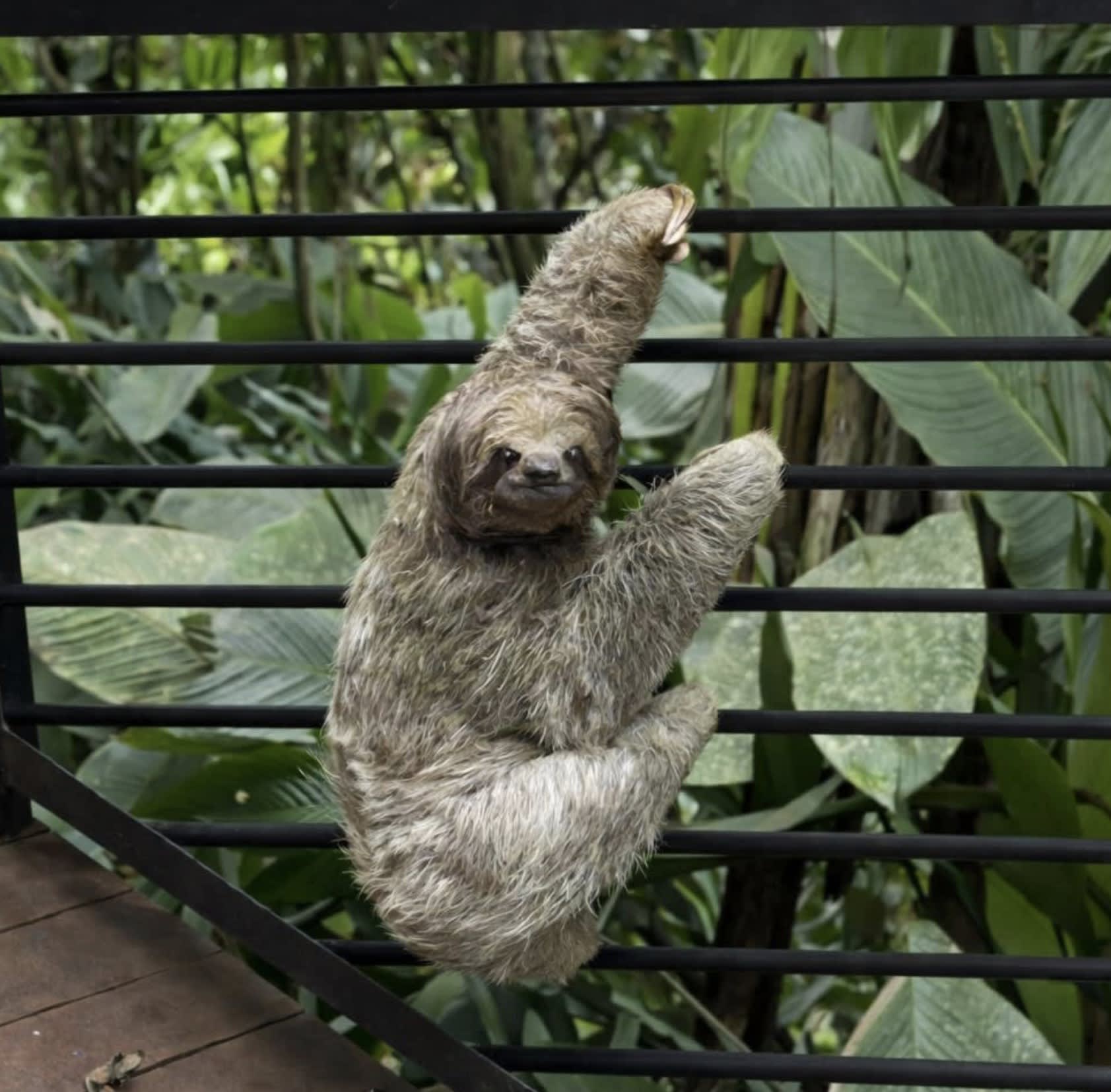 It’s Okay To Be a Sloth: Traveling to Costa Rica With Invisible Illness curated by Nancy Sherry Baker