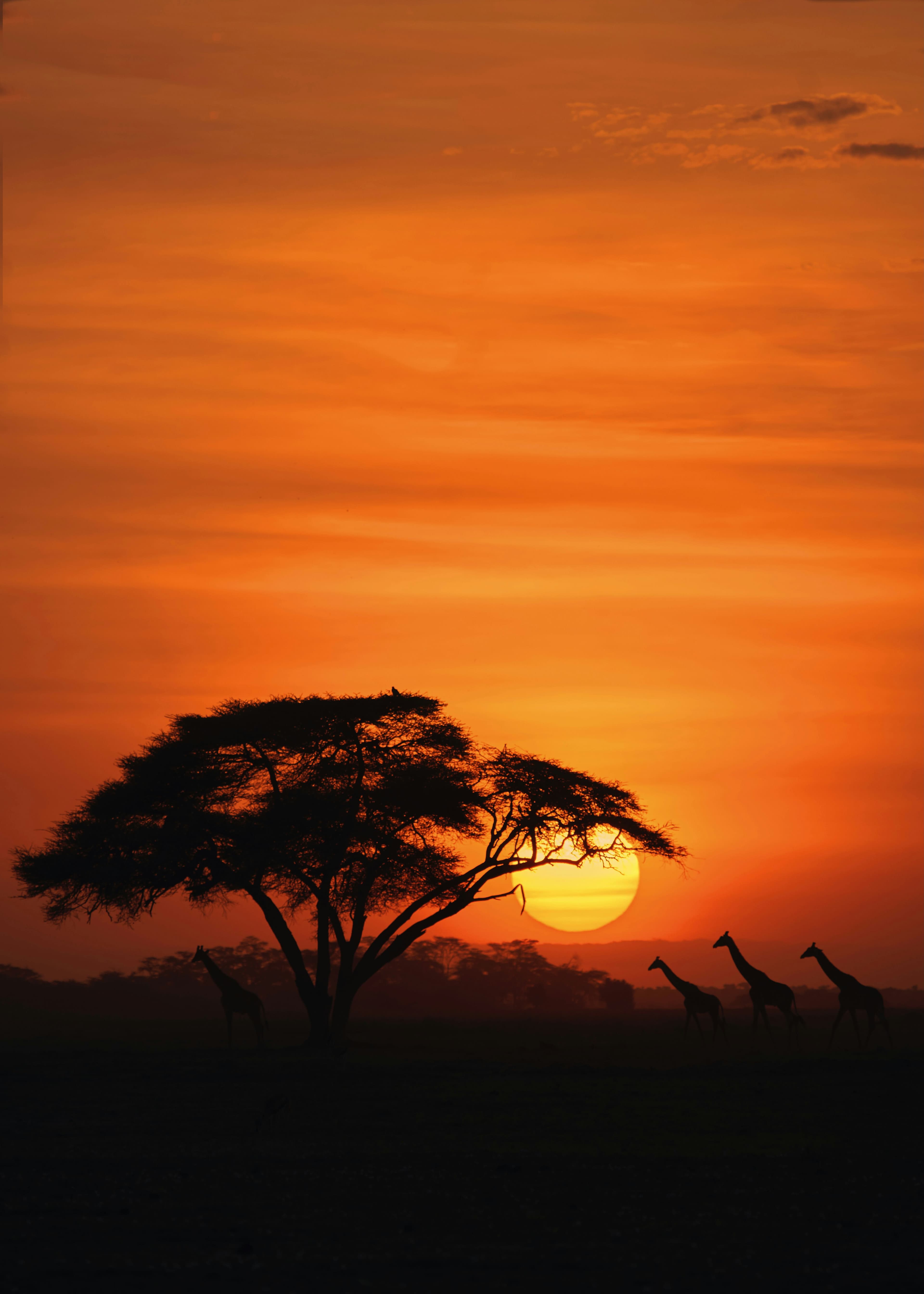 Above the Waterhole: My Stay at Kenya’s Iconic Salt Lick Safari Lodge curated by Christina Ortalano