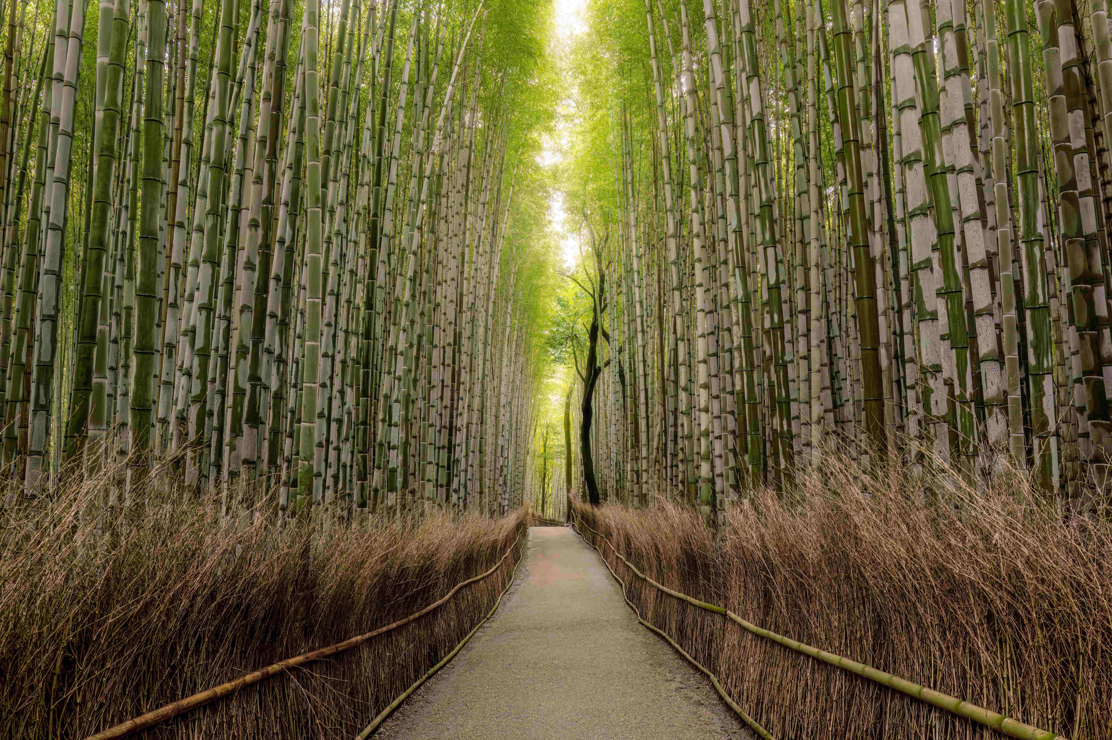 Japan main image