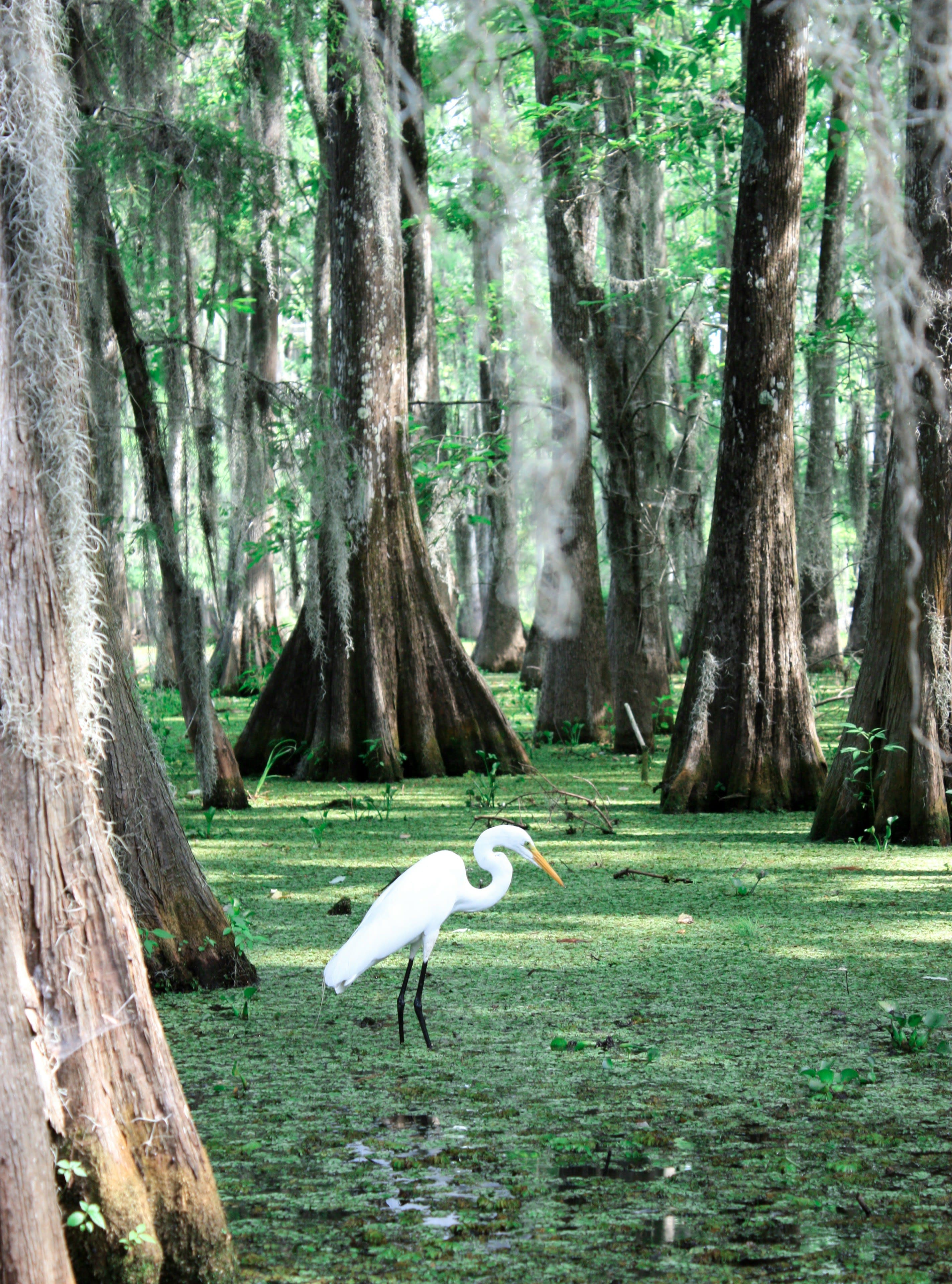 The Magic of New Orleans: Good Times in the Big Easy curated by Kassidi Stierwalt