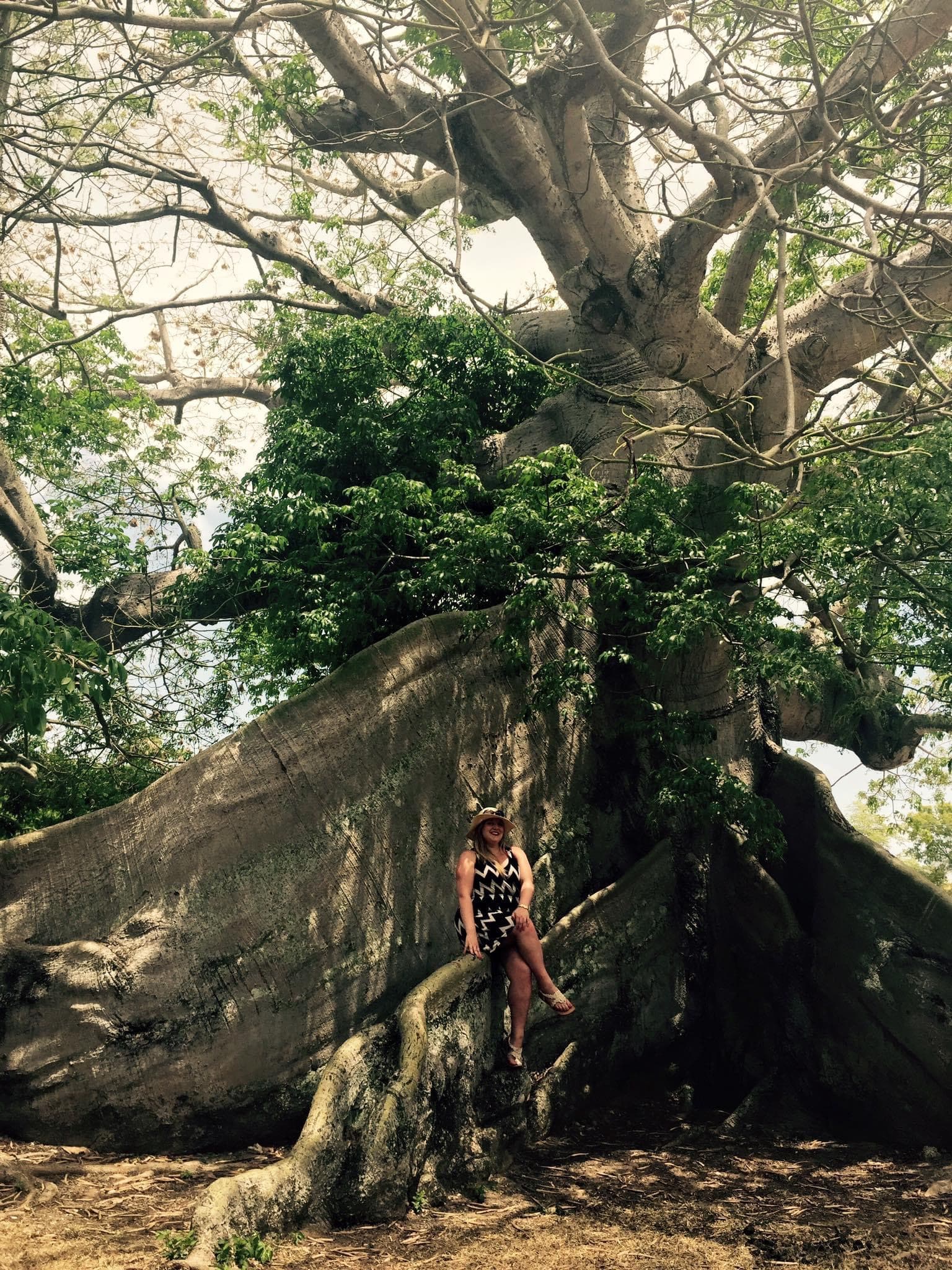 Advisor sitting on a beautiful tree in a forest covered with vines on a sunny day.