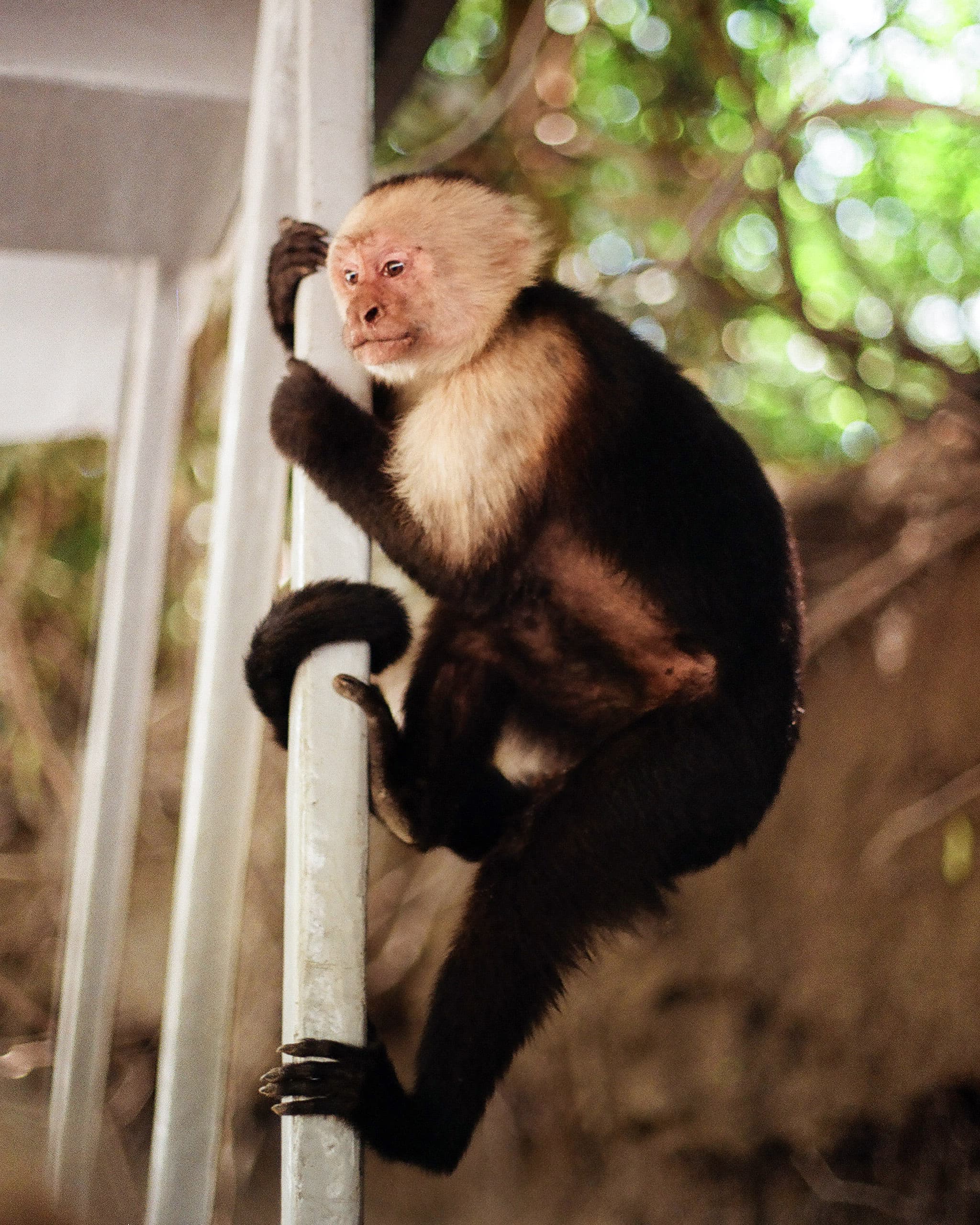 Photo of a small monkey with a white face holding on to a pole outdoors on a sunny day