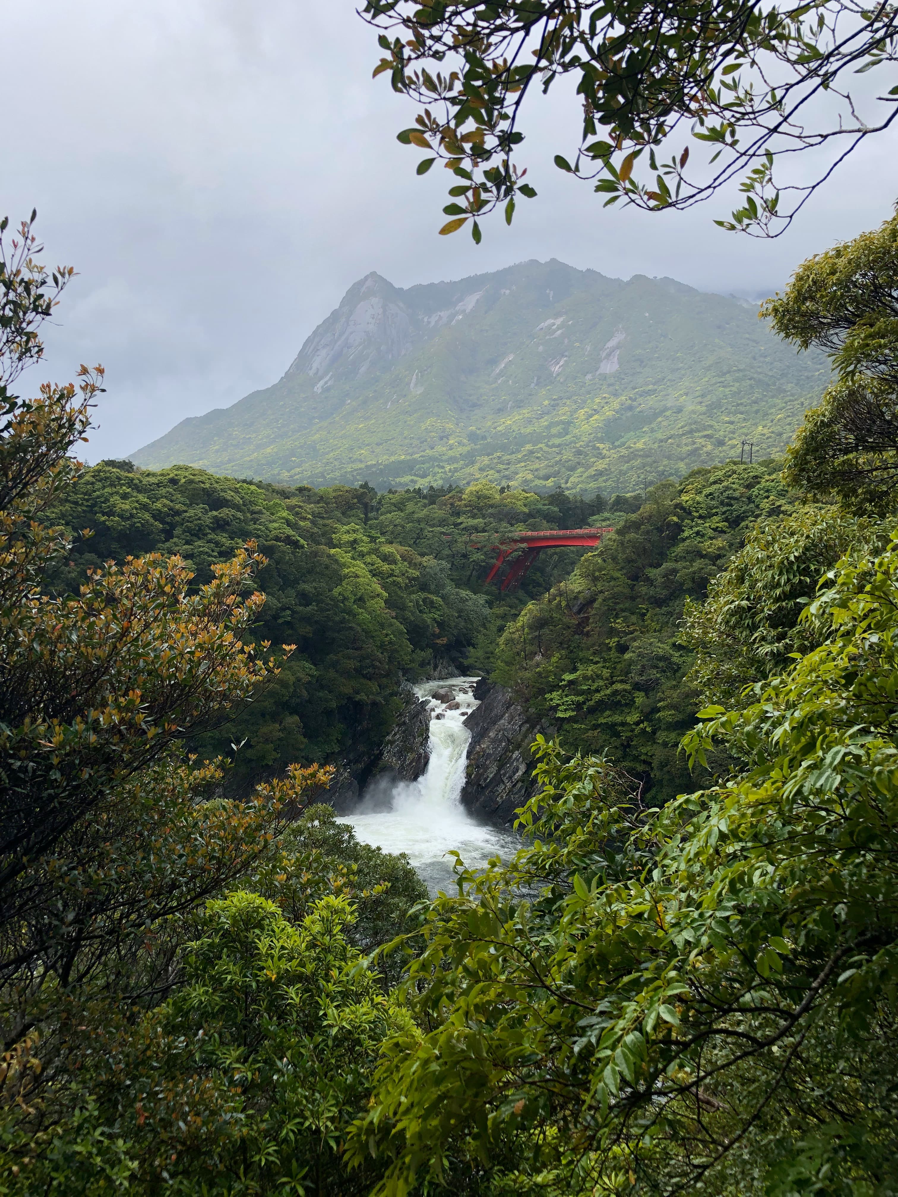 A view of a beautiful waterfall in the middle of a forest.