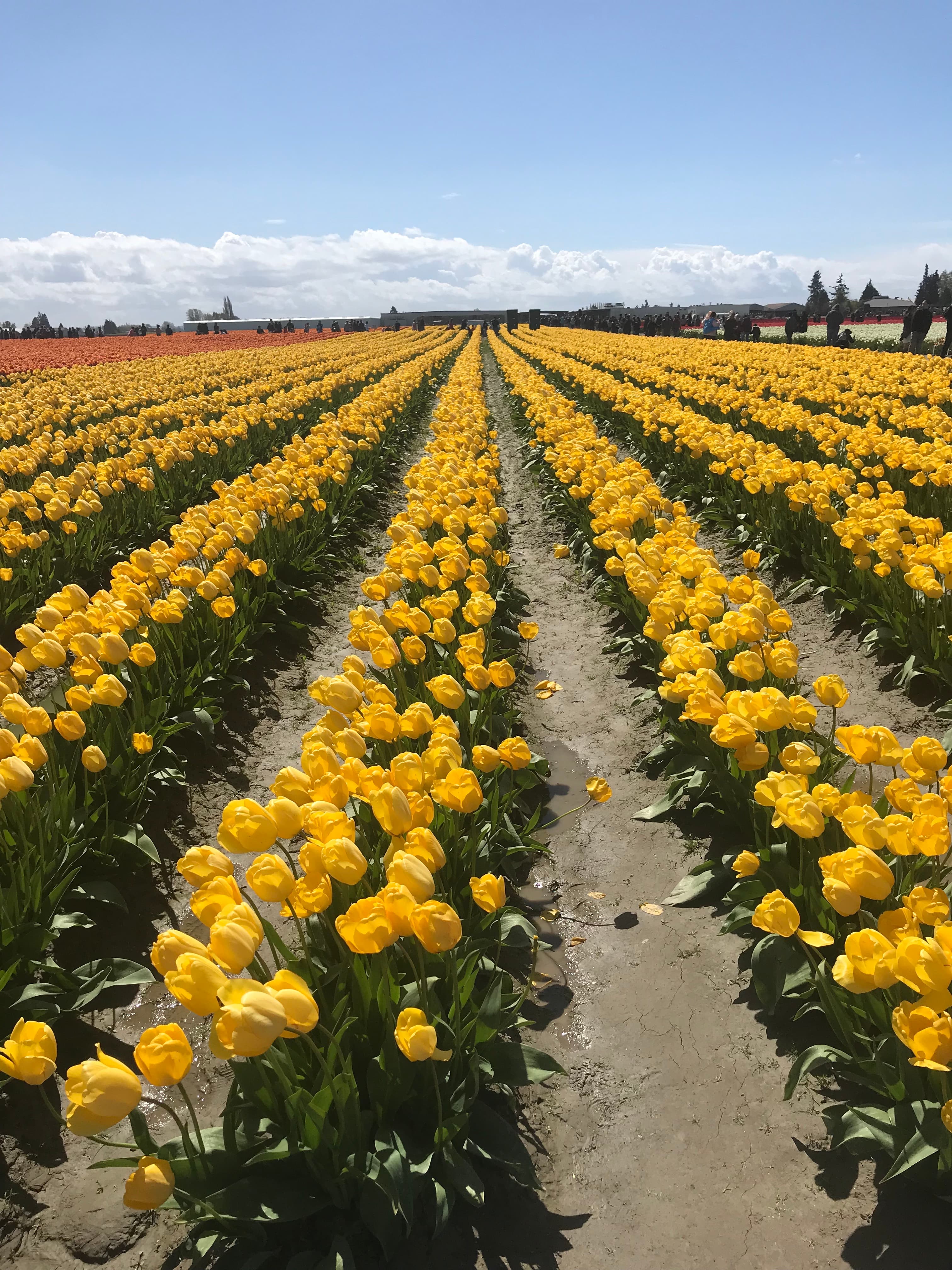Fields of yellow tulips.