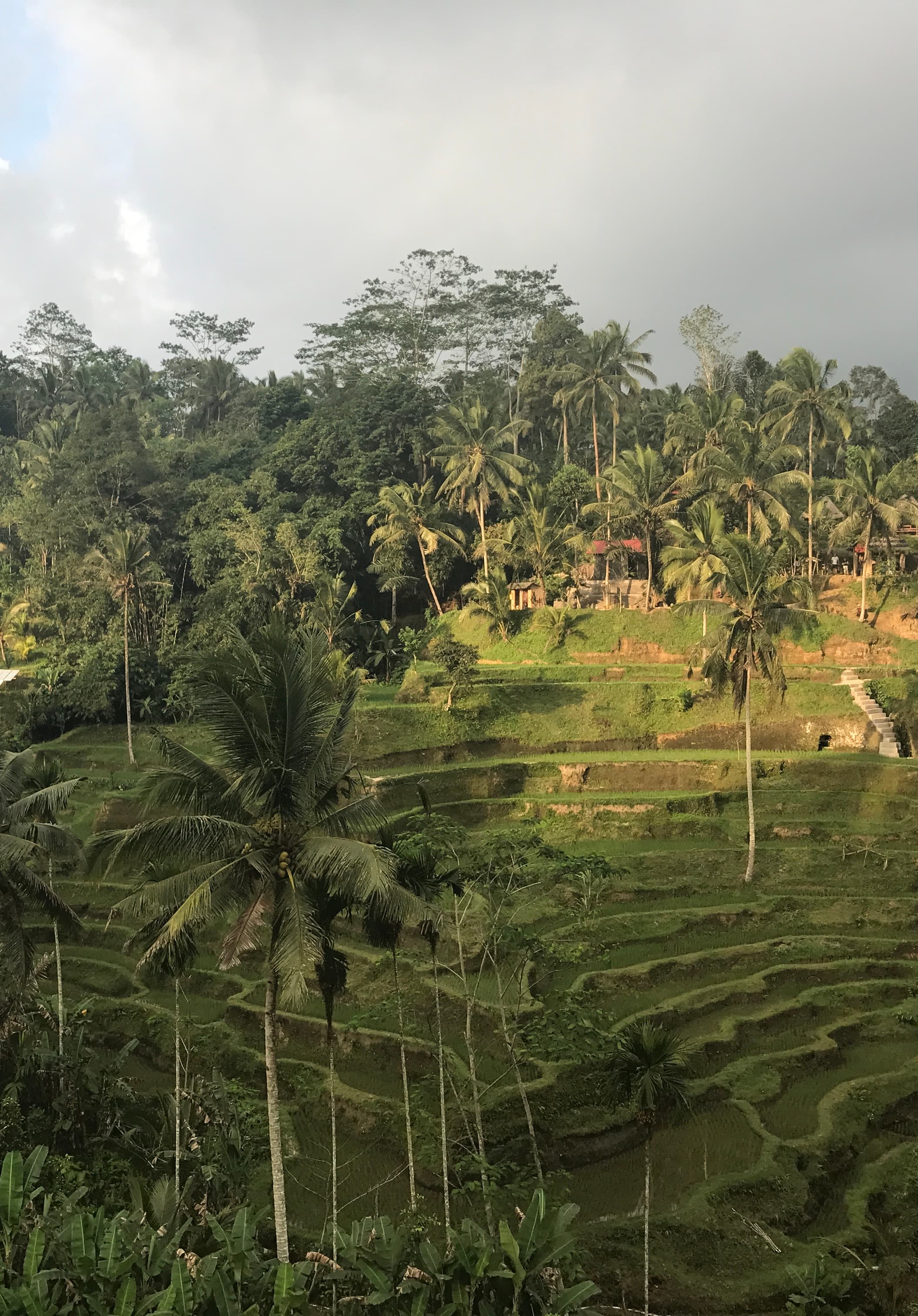 Rice terraces in Bali.