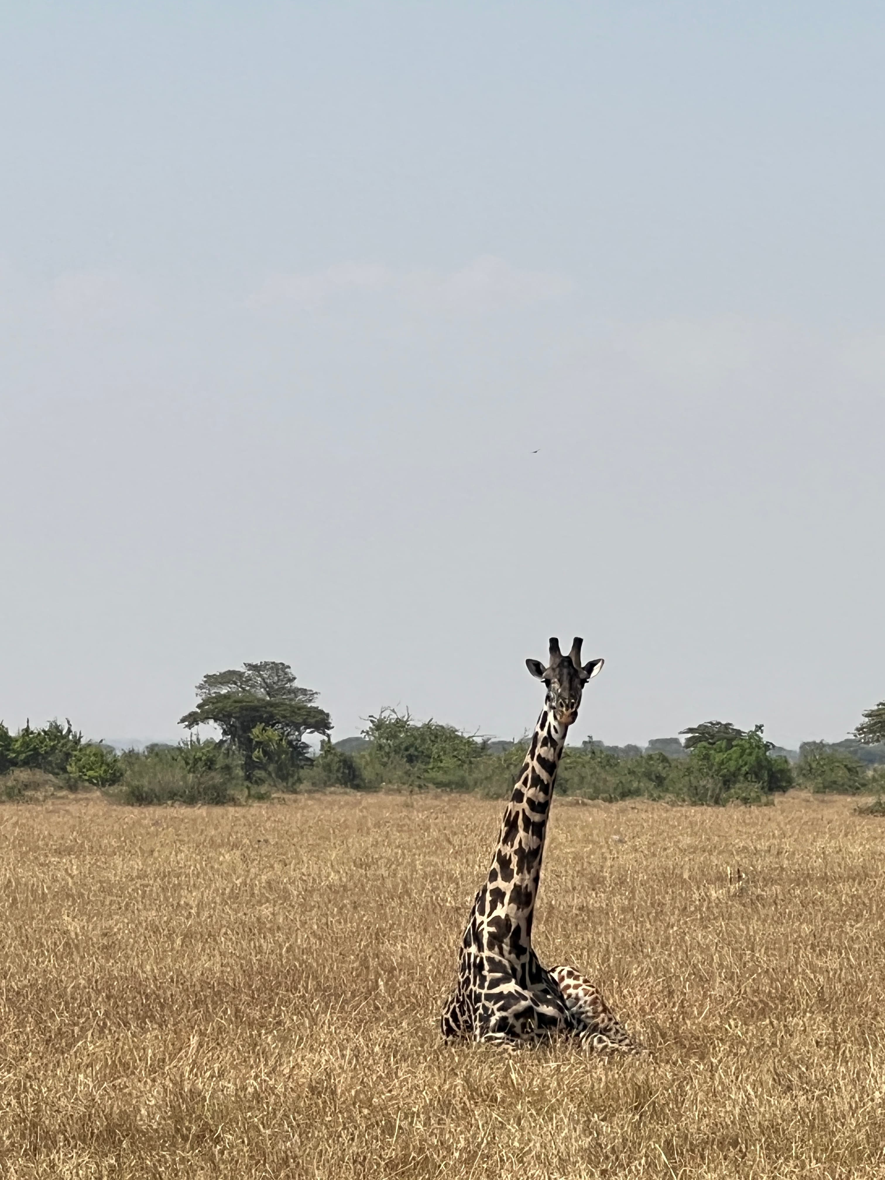 An image of a giraffe sitting down in a field in the wild.