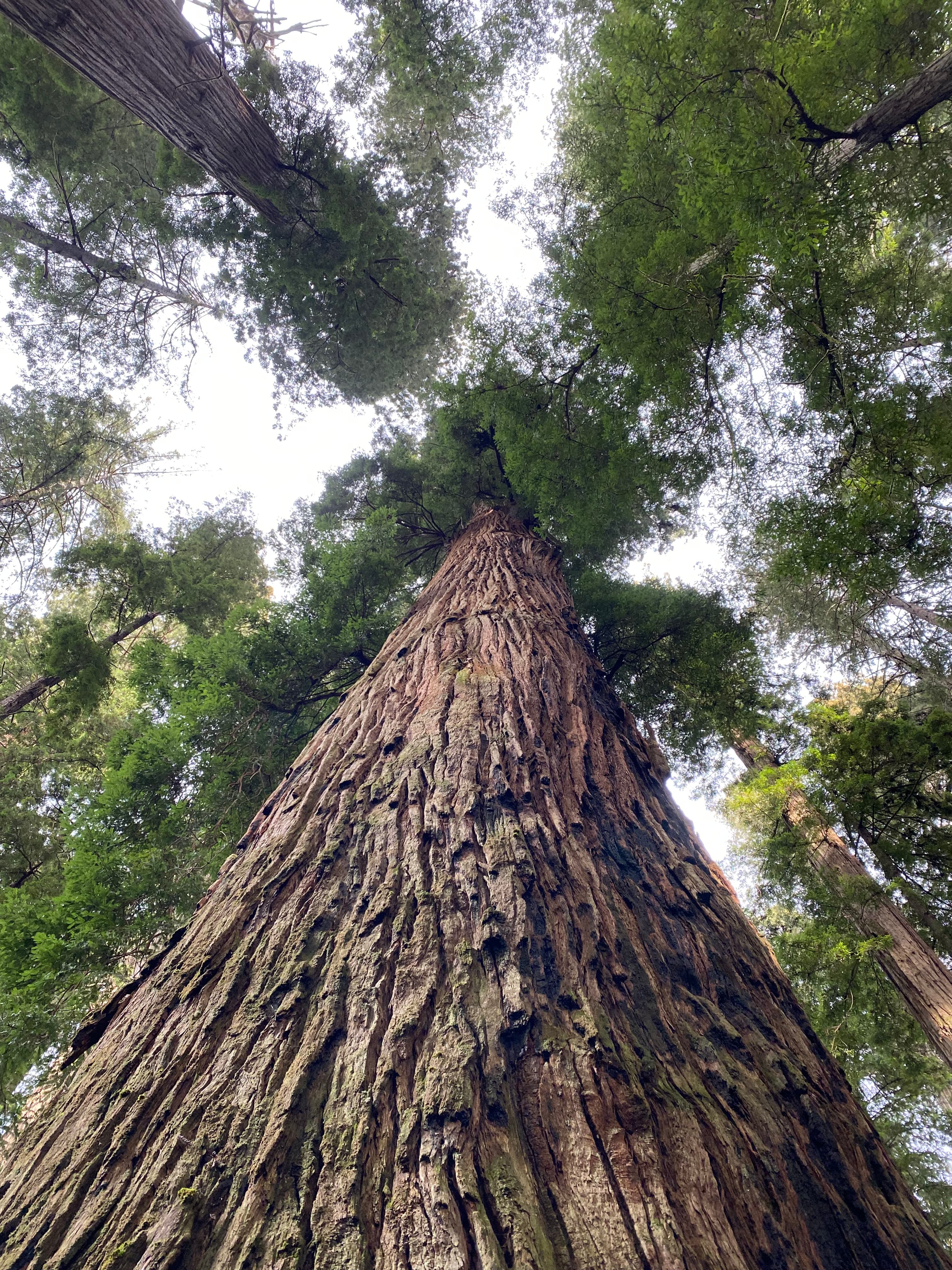 Beautiful upwards facing view from the bottom of a very tall tree on a cloudy day