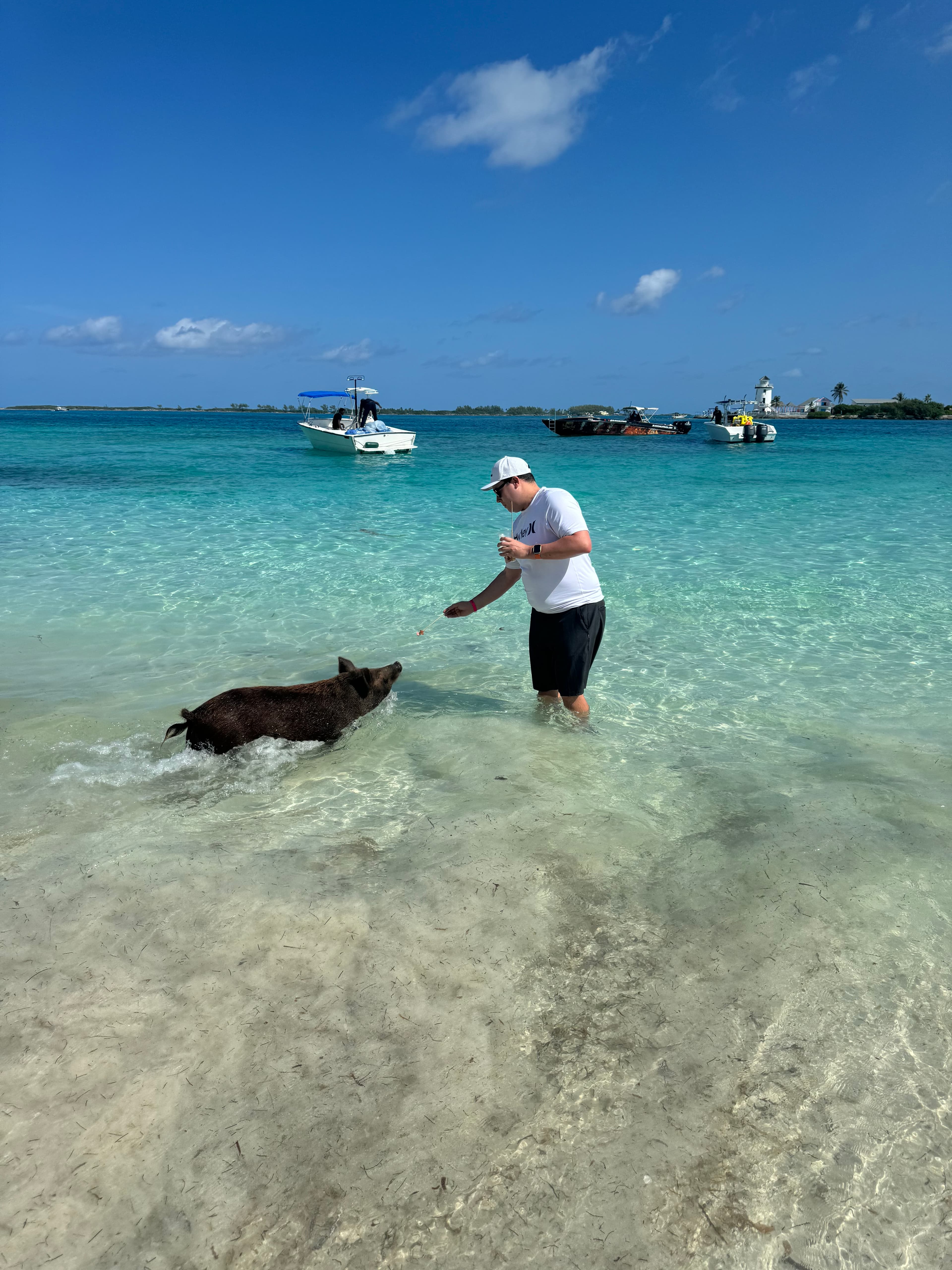 An image of a man in the ocean feeding a wild boar with clear blue water during the day time.