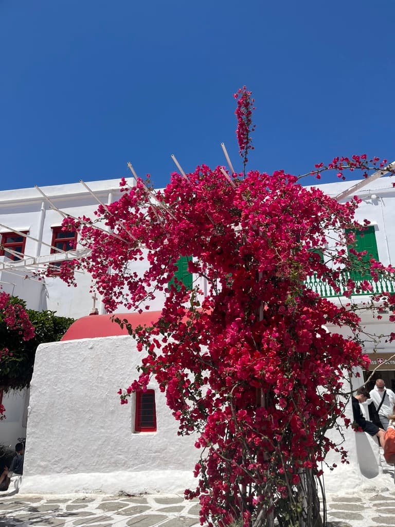Beautiful picture of magenta flowers on a tree growing in front of white homes on a sunny day