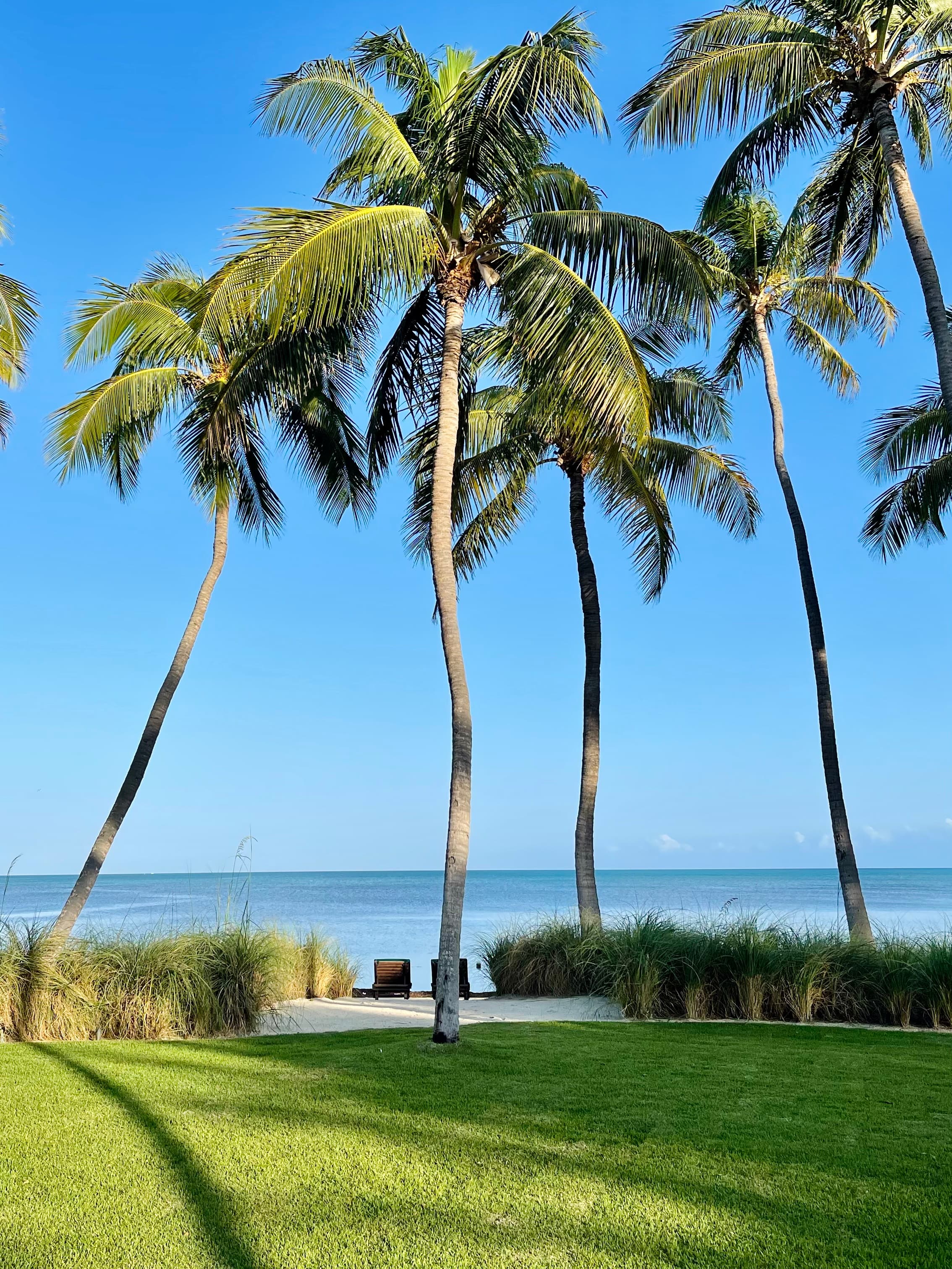 View of four tall skinny palm trees on a sunny day with the ocean in the background