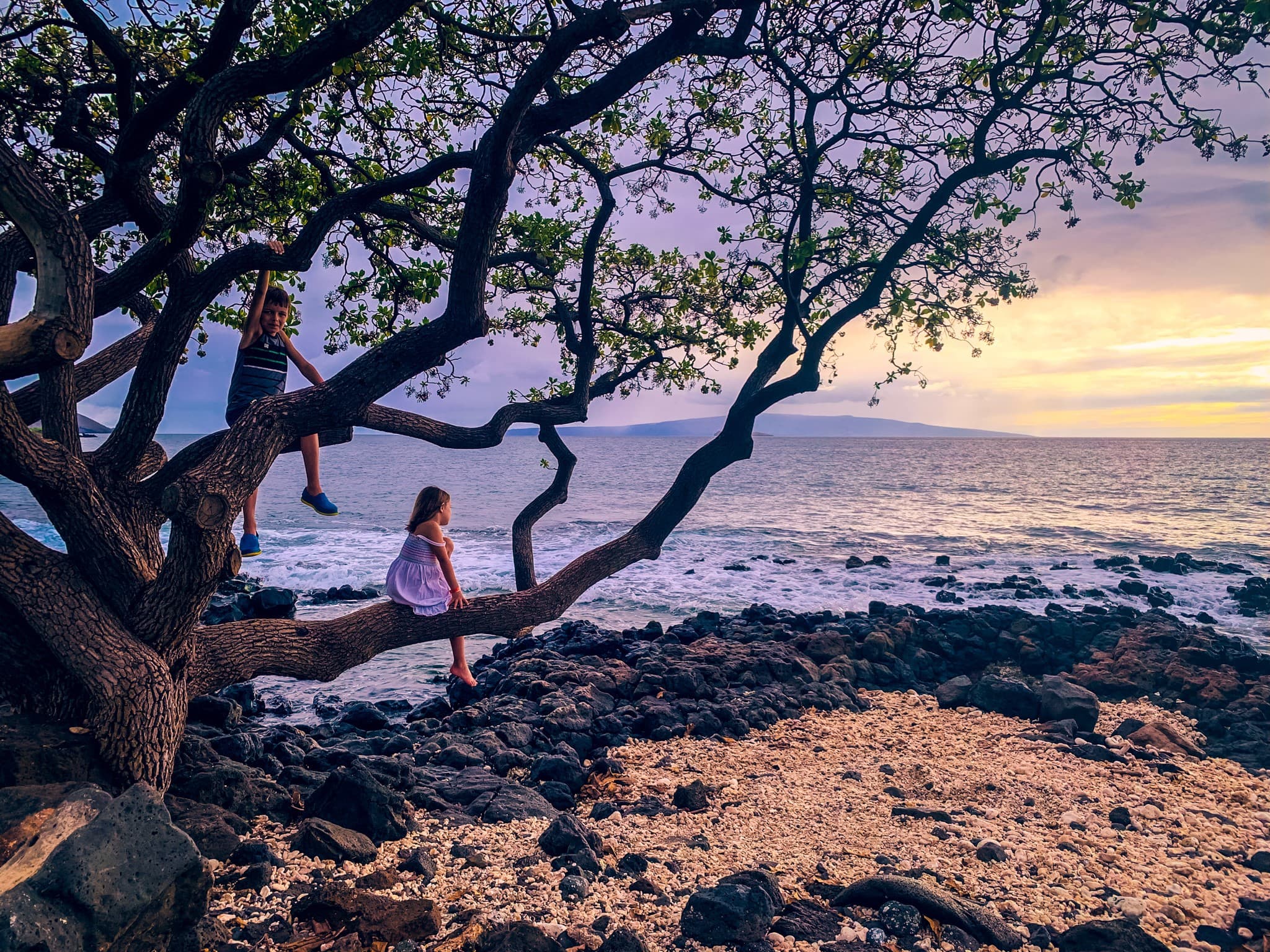 Children climbing a tree at dusk with the beach in the distance.