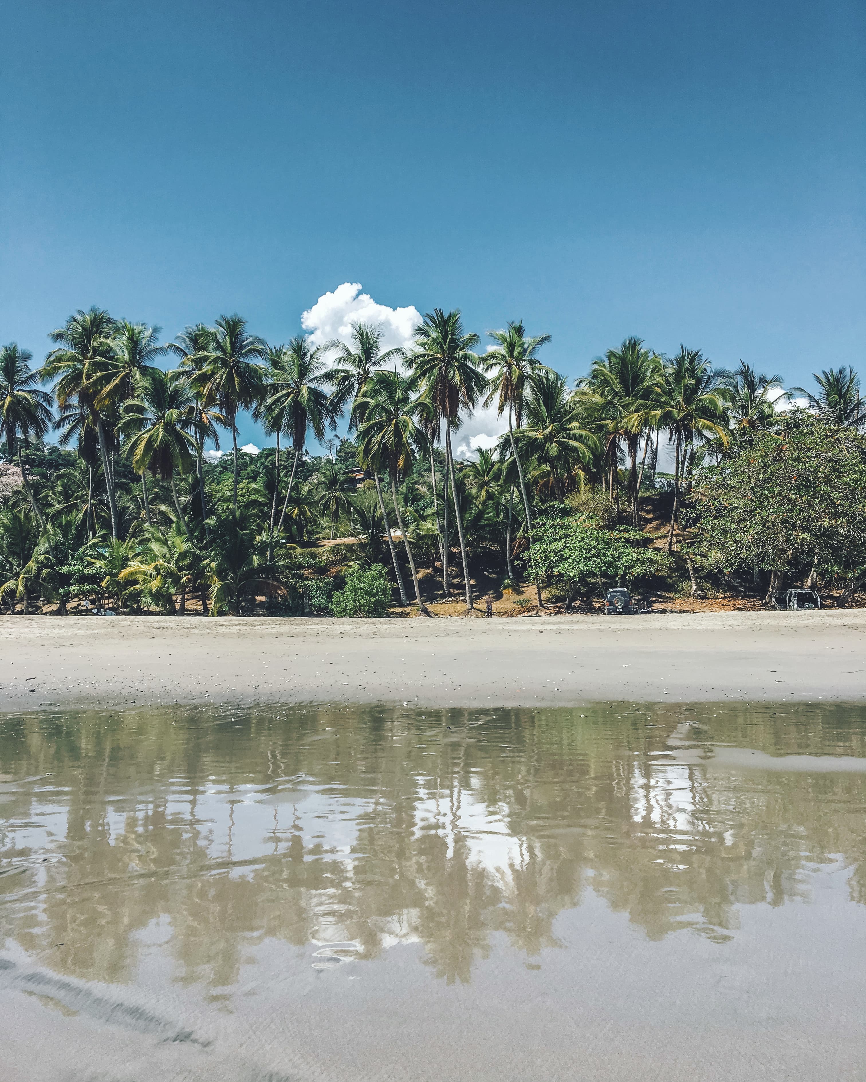 View of an empty beach lined with palm trees reflected in the shallow ocean water on a clear day